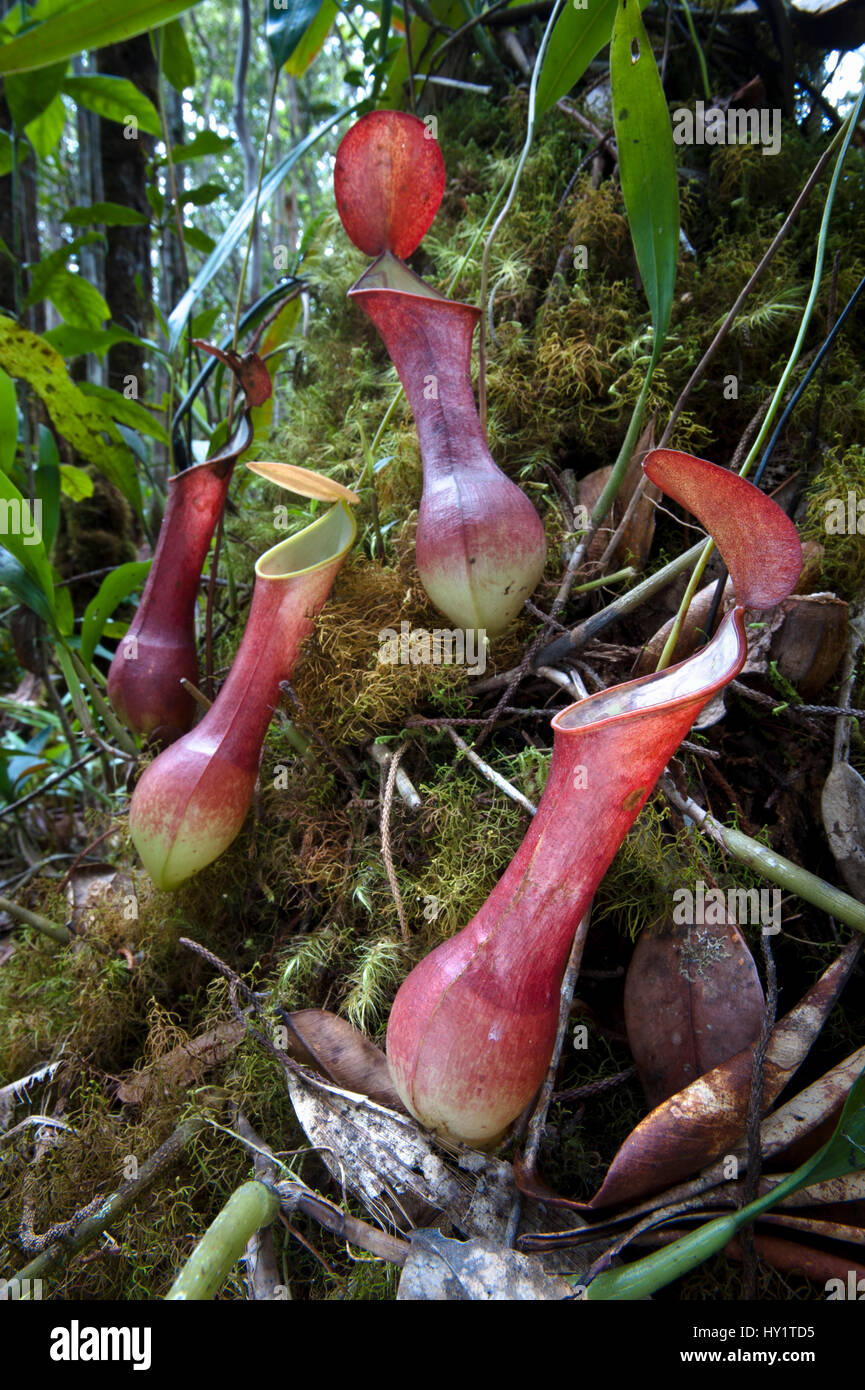 Antenne Krüge der roten Variante der Kannenpflanze (Nepenthes reinwardtiana) wachsen in Moosigen Heide (kerangas) Wald auf der südlichen Plateau des Maliau Becken, Sabah's 'Lost World', Borneo Stockfoto