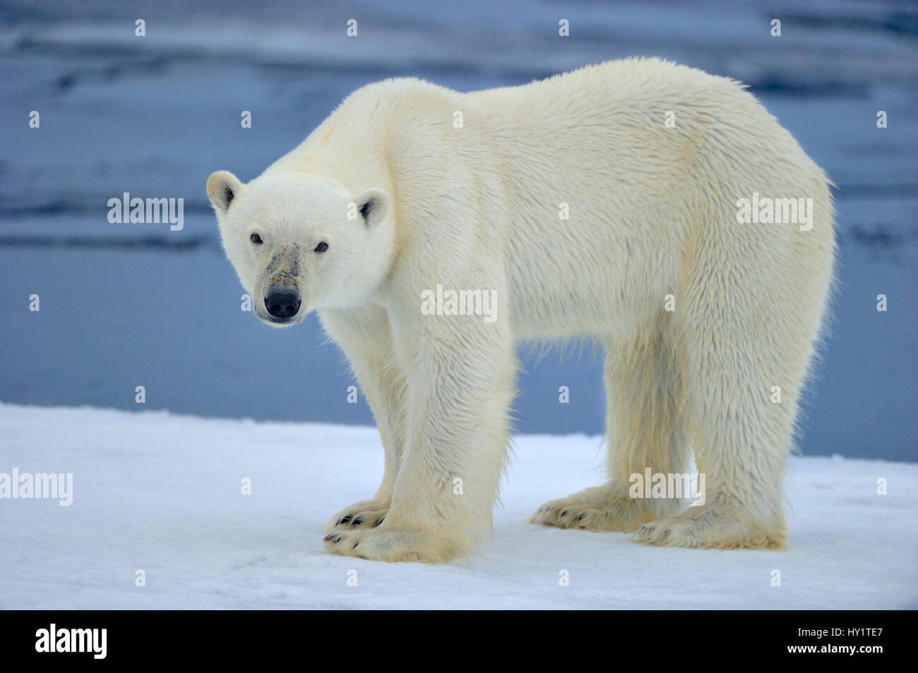 Eisbär (Ursus maritimus) auf Packeis, Spitzbergen, Arktis Stockfoto