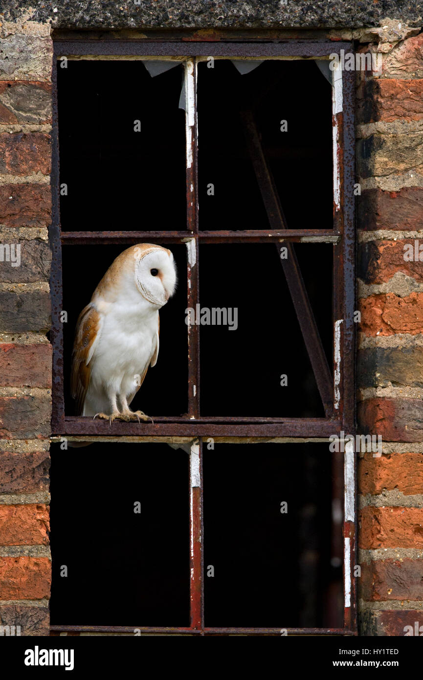 Schleiereule (Tyto Alba) Porträt thront im alten Fensterrahmen. Wales, UK, März. Stockfoto