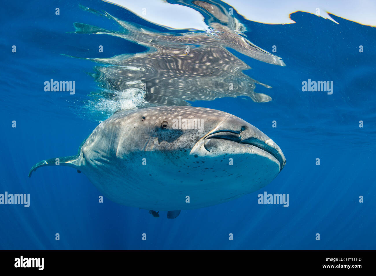 Der Walhai (Firma IPCON typus) an der Oberfläche, Isla Mujeres, Quintana Roo, Yucatan, Halbinsel, Mexiko, Karibik. Stockfoto