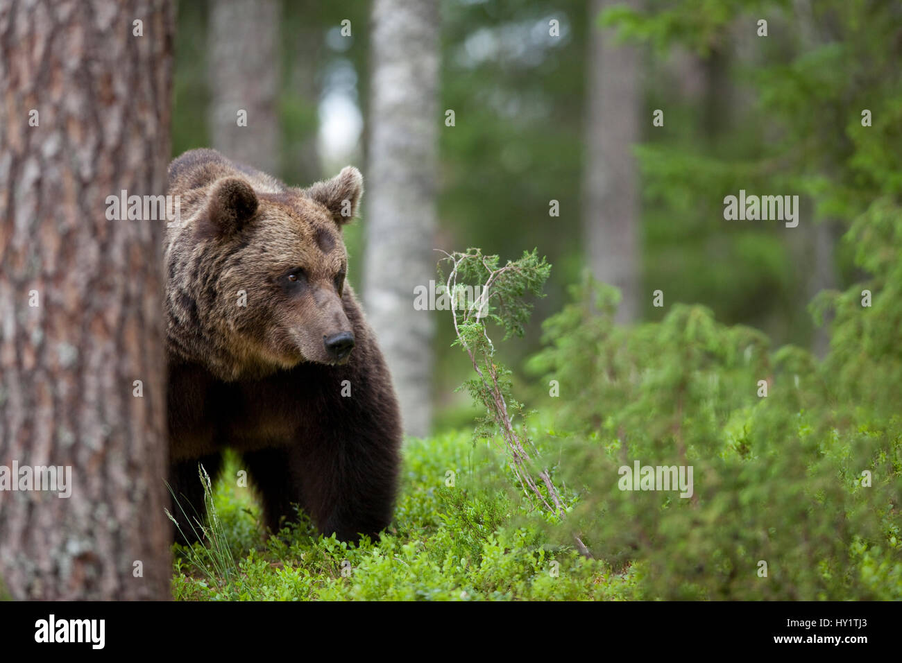 Europäischer Braunbär (Ursus Arctos) schleichen durch Wald, Finnland. Stockfoto