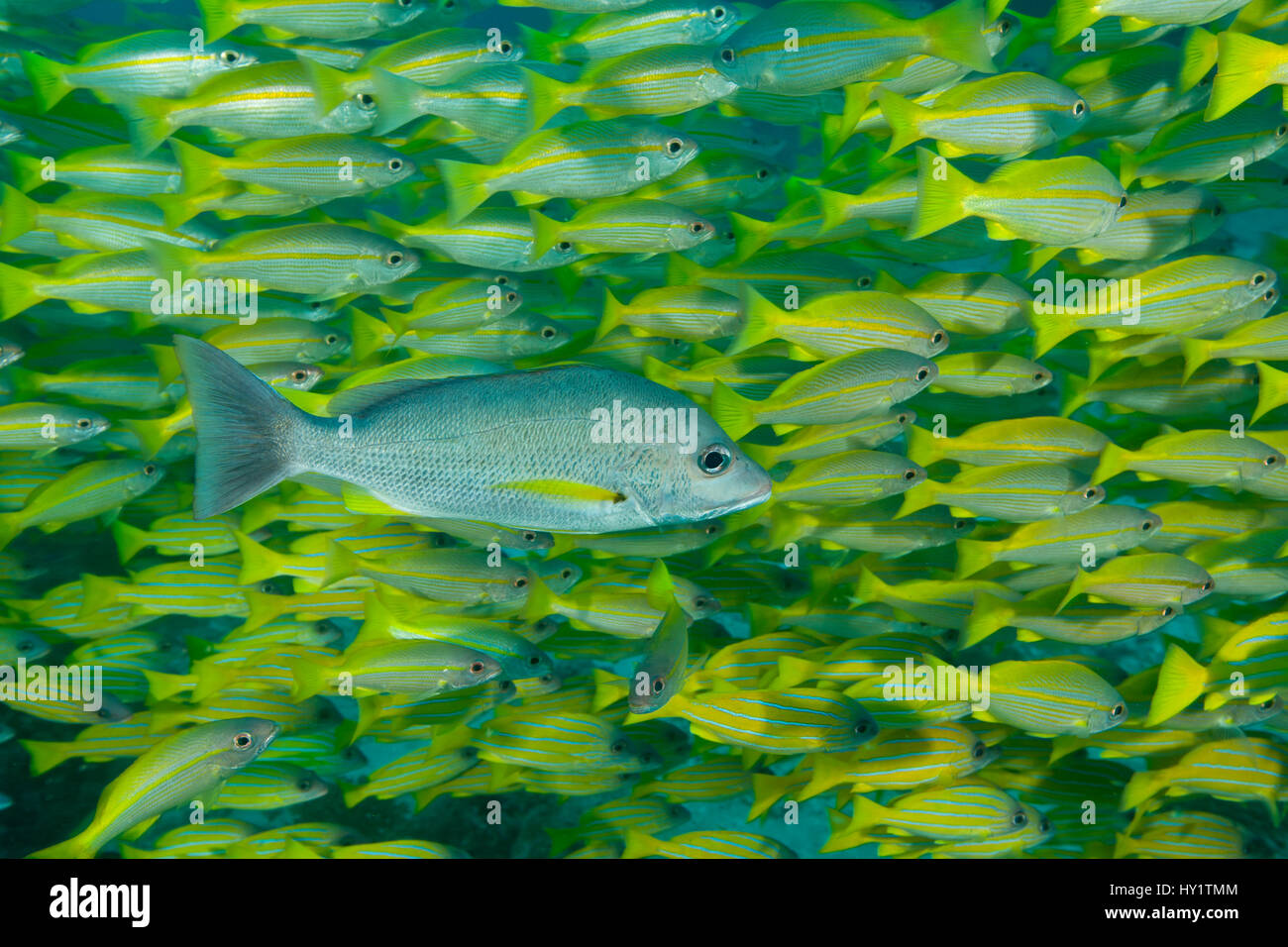 Eine Schule der Großaugen-Schnapper (Lutjanus lutjanus) mit einem blacktail Schnapper (Lutjanus fulvus) vorne, Great Barrier Reef, Australien Stockfoto