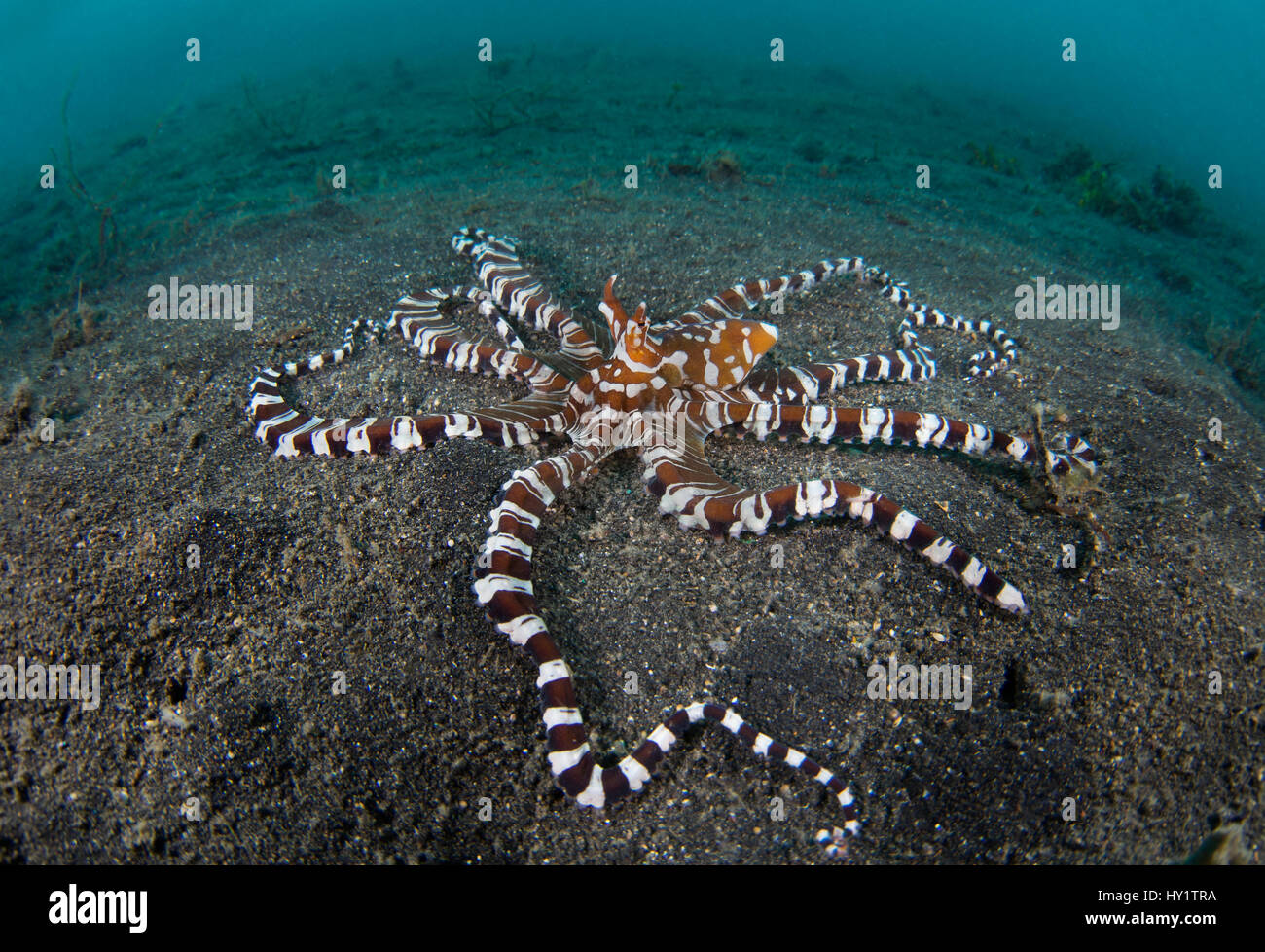 Wunderpus (wonderpus Octopus photogenicus) erkundet den Meeresboden auf der Suche nach Beute. Lembeh Strait, Nord Sulawesi, Indonesien. Molluca Meer Stockfoto