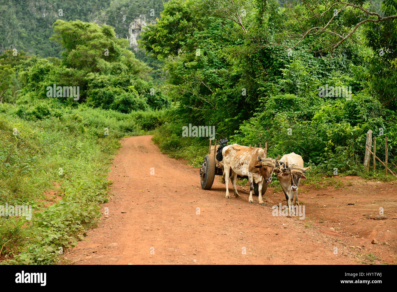 Warenkorb in zwei Ochsen, die für einen Transport von landwirtschaftlichen Erzeugnissen im Tal auf eine hit rote Straße genutzt. Vinales Tal de Stockfoto