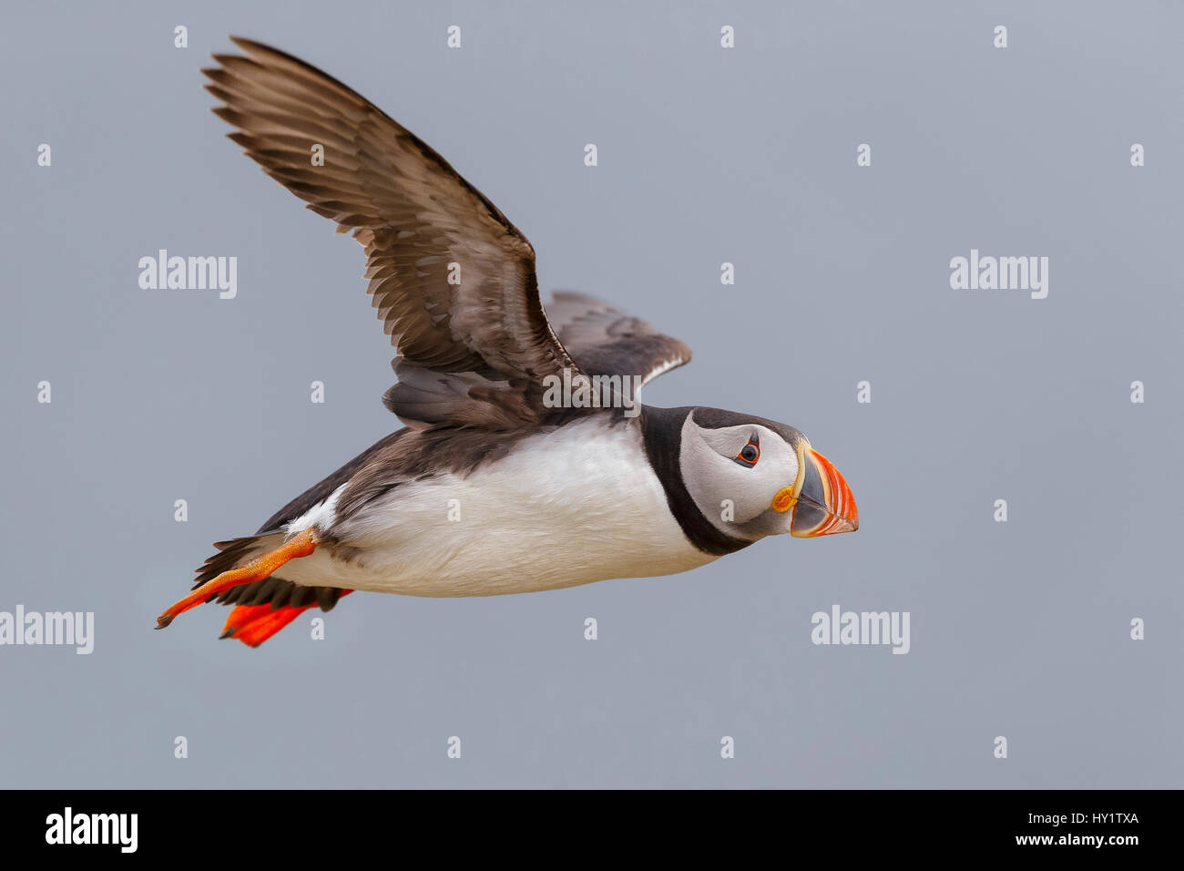 Papageitaucher (Fratercula Arctica) im Flug. Messe Island, Shetland Islands, Schottland, Juli. Stockfoto