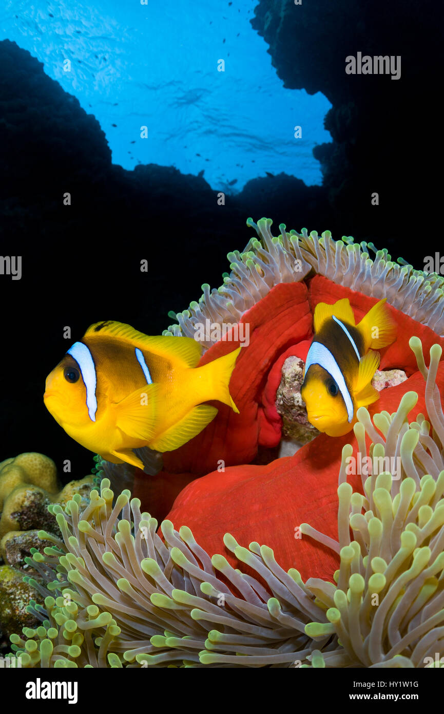 Paar rote Meer Anemonenfische (Amphiprion Bicinctus) in herrliche Meer Anemone (Heteractis Magnifica), die am späten Nachmittag enthüllt seinen roten Rock geschlossen hat. St. Johns Reef. Ägypten. Im Roten Meer. Stockfoto