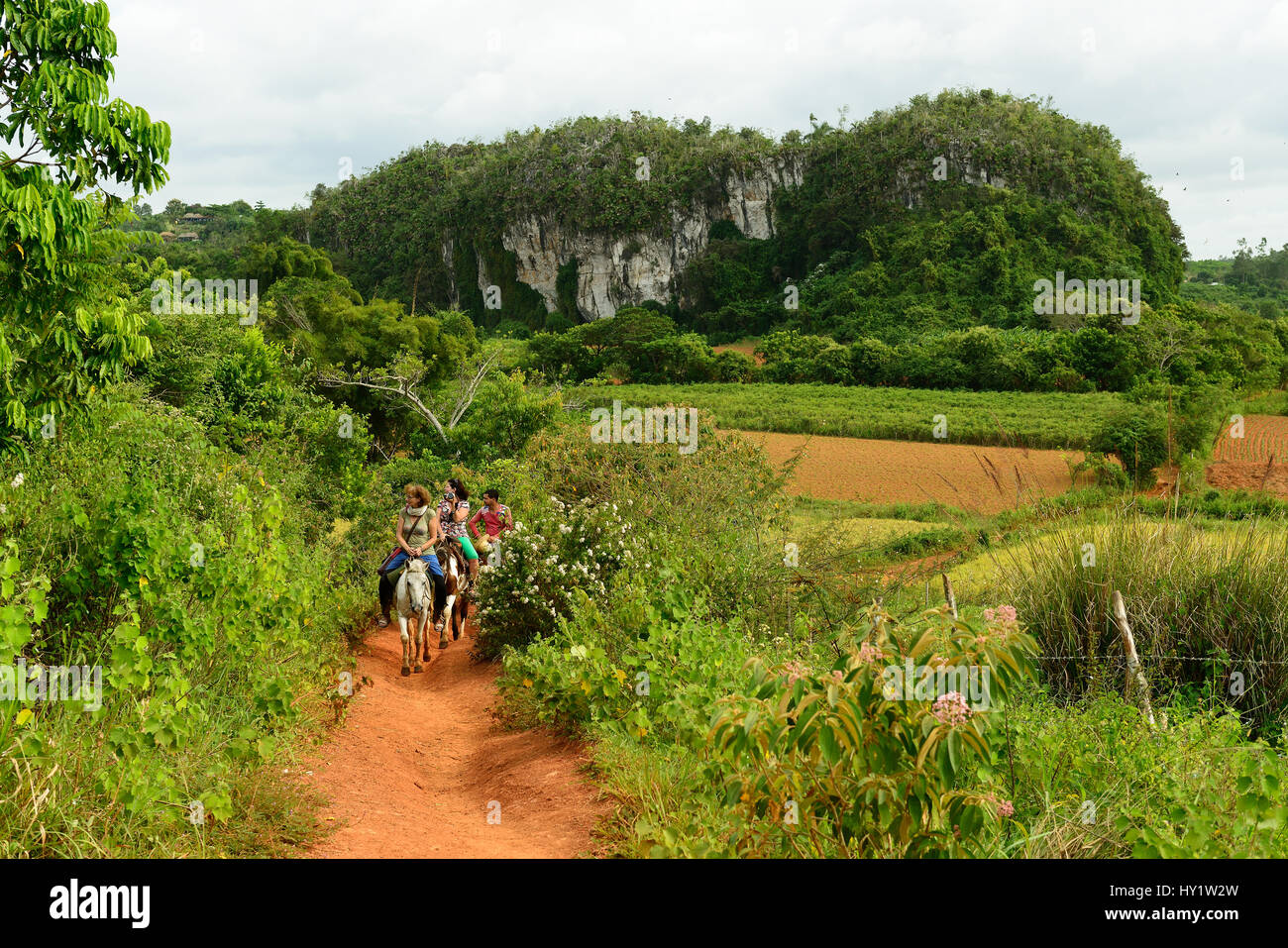Tal DE VINALES, PINAR DEL RIO, Kuba - 28 Oktober: Touristen auf die Pferd-Sightseeing-Tour in das Tal von Vinales auf Kuba, Tal de Vinales im Oktober Stockfoto