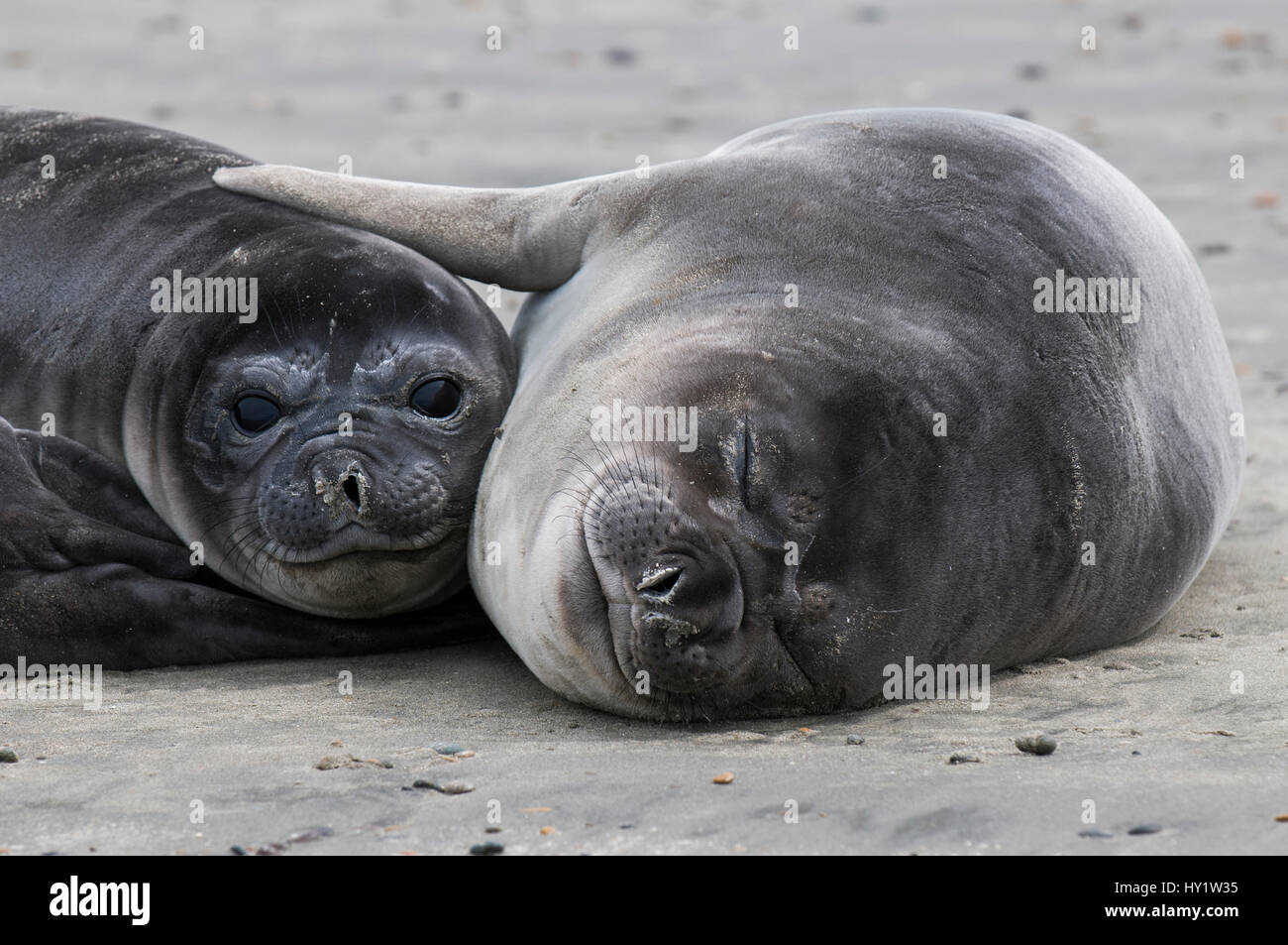 Südlichen See-Elefanten (Mirounga Leonina) am Strand Caleta Valdes Halbinsel Valdés, Chubut, Patagonien, Argentinien. Stockfoto