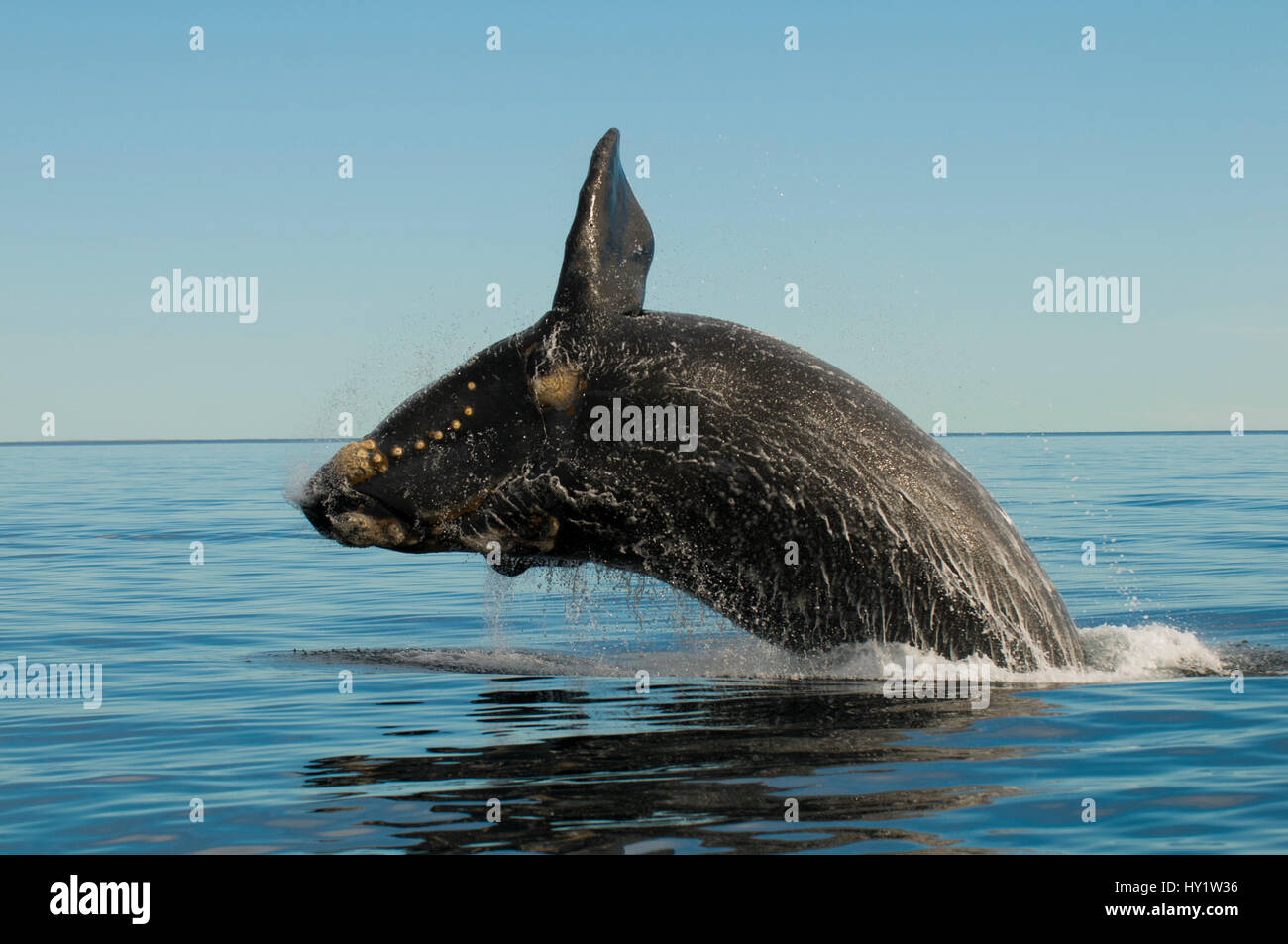 Südlichen Glattwal (Eubalaena Australis) verletzen. Halbinsel Valdés, Chubut, Patagonien, Argentinien. Stockfoto