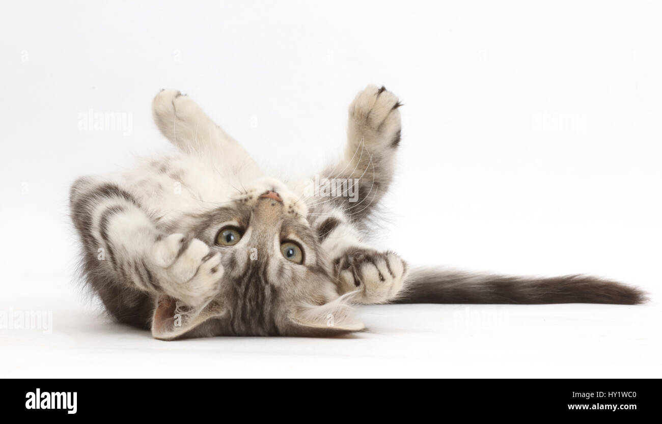 Silber Tabby Kitten, Loki, 11 Wochen, auf dem Rücken liegend. Stockfoto