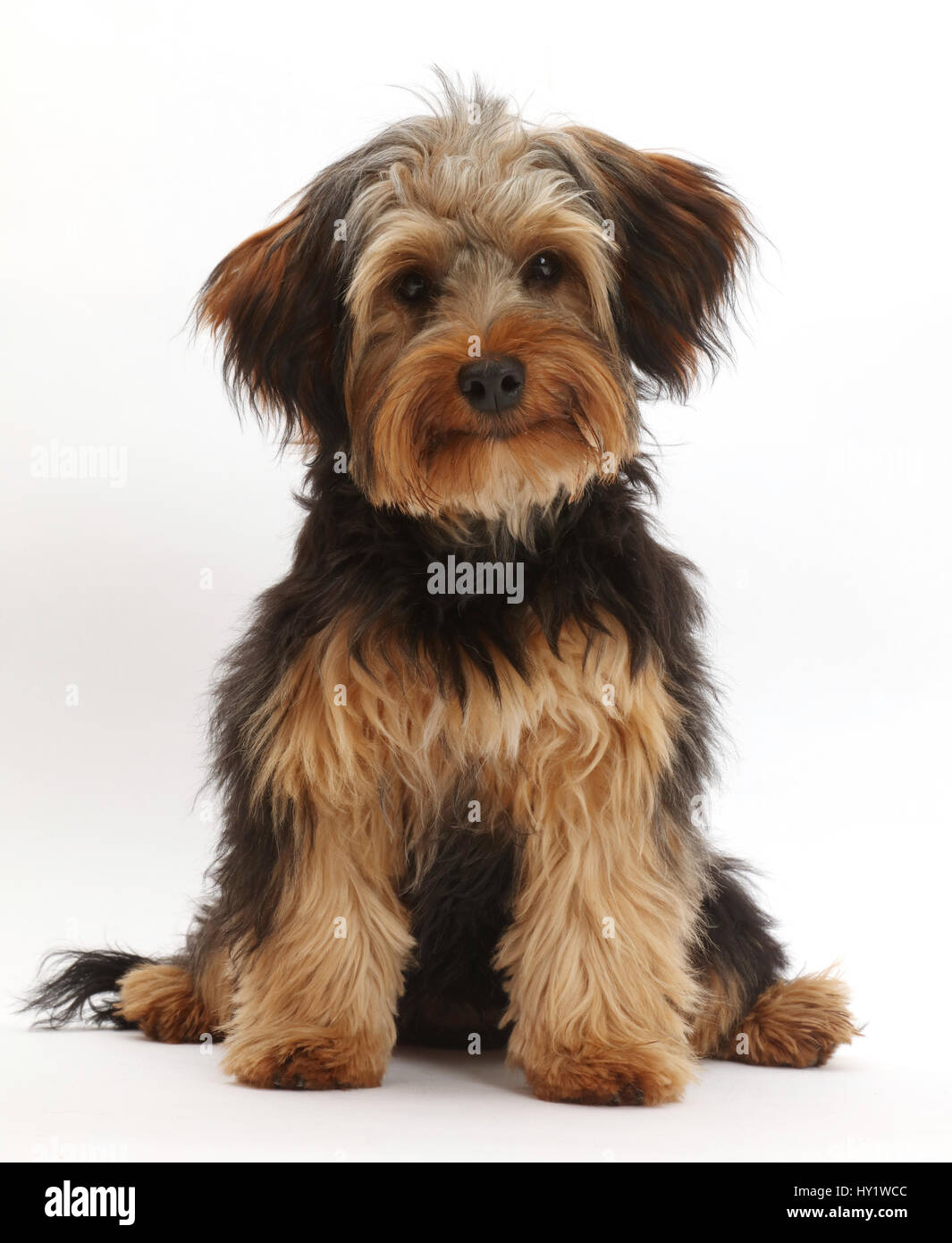 Yorkipoo Hund, Yorkshire Terrier Kreuz Pudel, Oscar, im Alter von 6 Monaten. Stockfoto