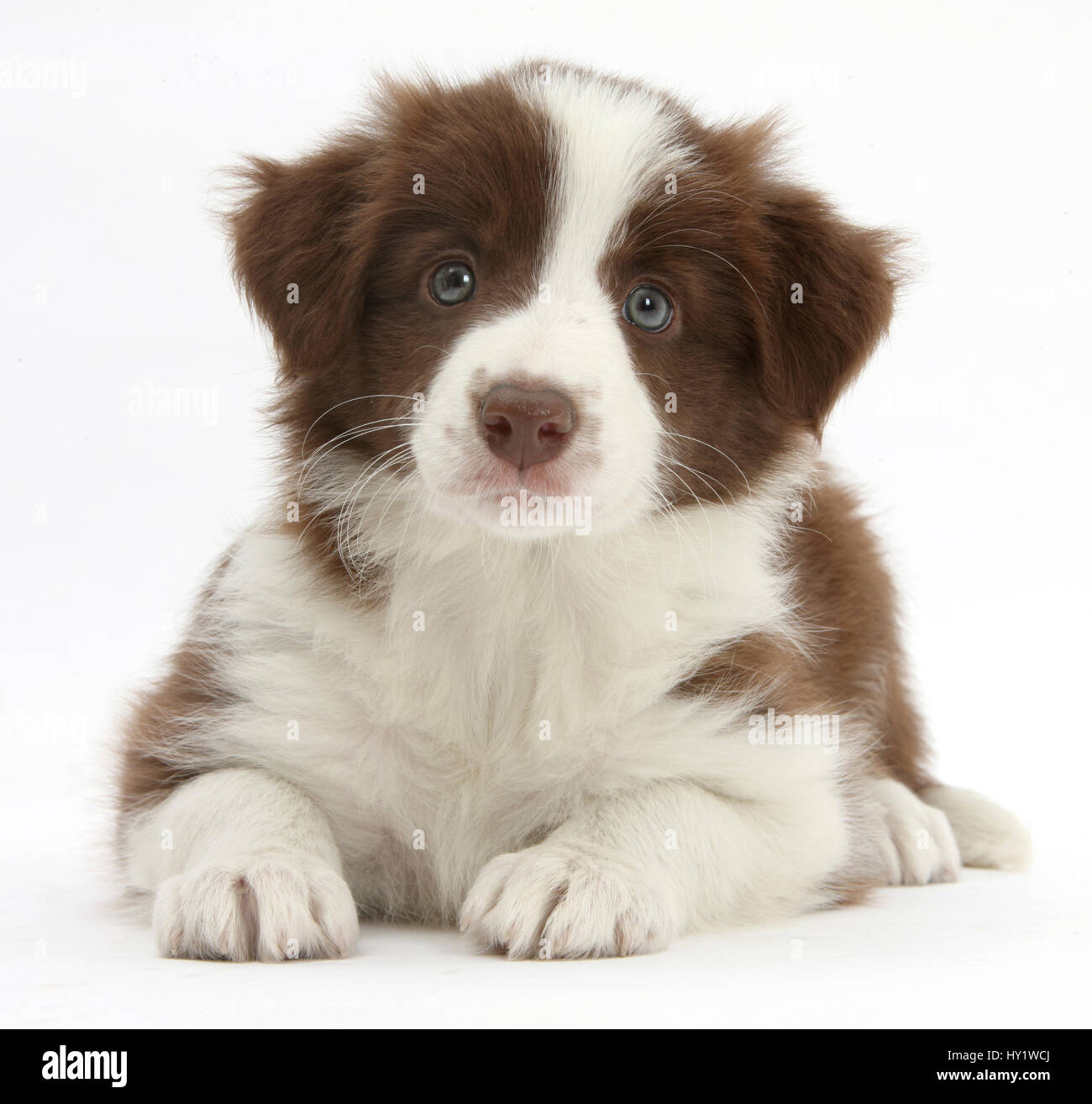 Schokolade-Border-Collie-Welpen, Alter 7 Wochen. Stockfoto