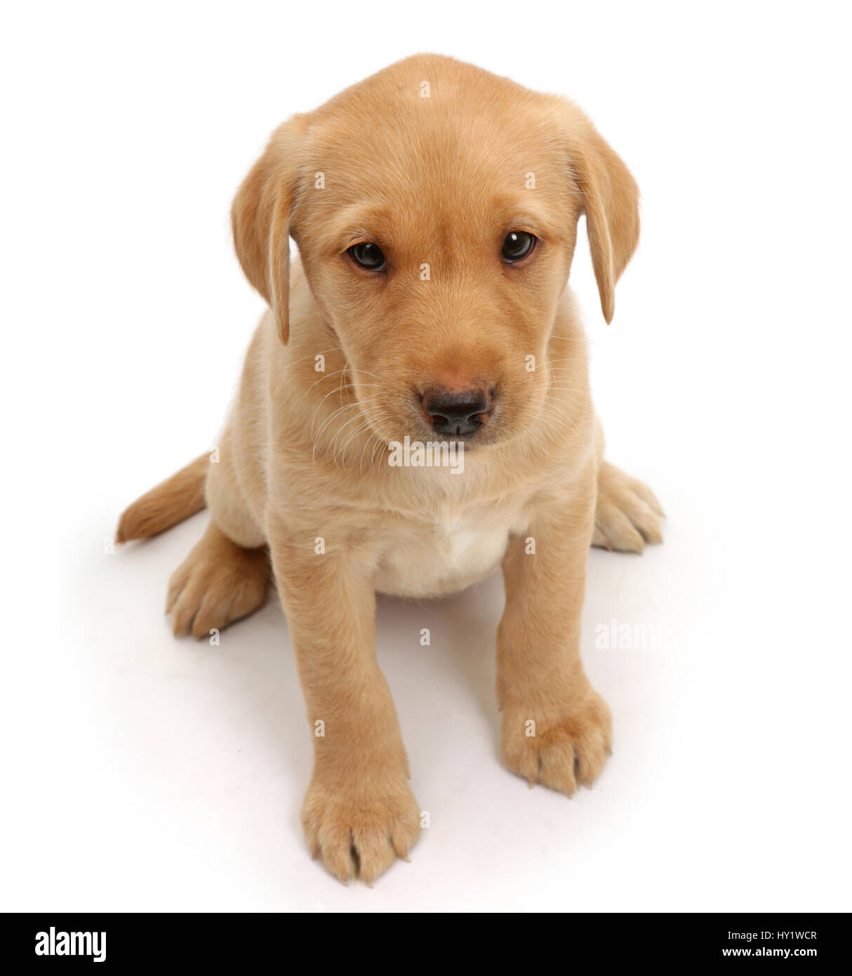 Gelber Labrador Welpe Alter 8 Wochen Sitzen Und Nach Oben Schauen Stockfotografie Alamy
