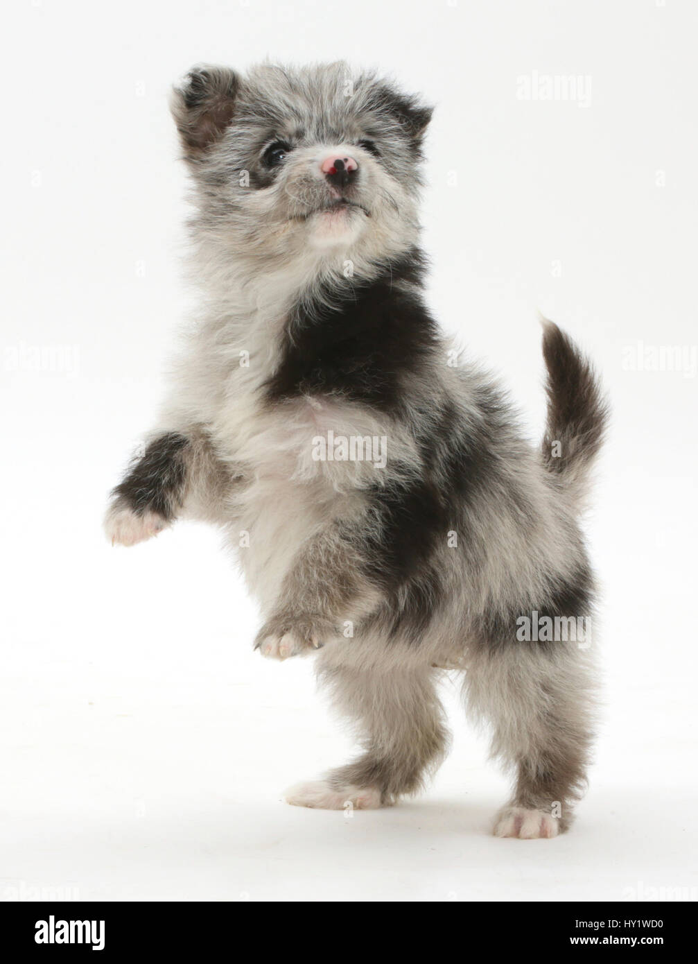 ChiPoo Welpen, Chihuahua cross Pudel, Roxy, Alter 12 Wochen, auf den Hinterbeinen stehend. Stockfoto