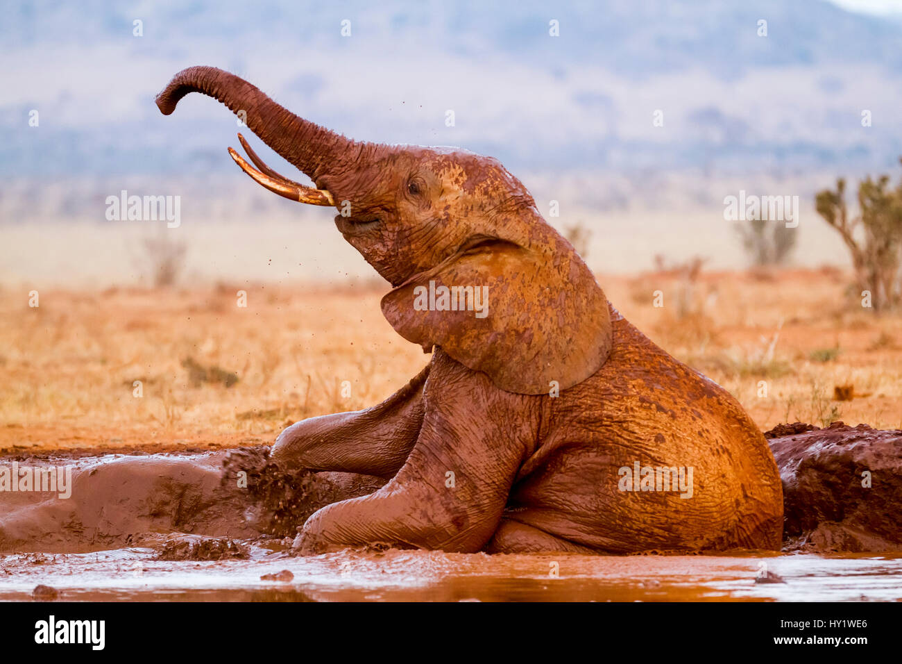 Elefant (Loxodonta Africana) im Schlammbad, Tsavo East Nationalpark, Kenia. Stockfoto