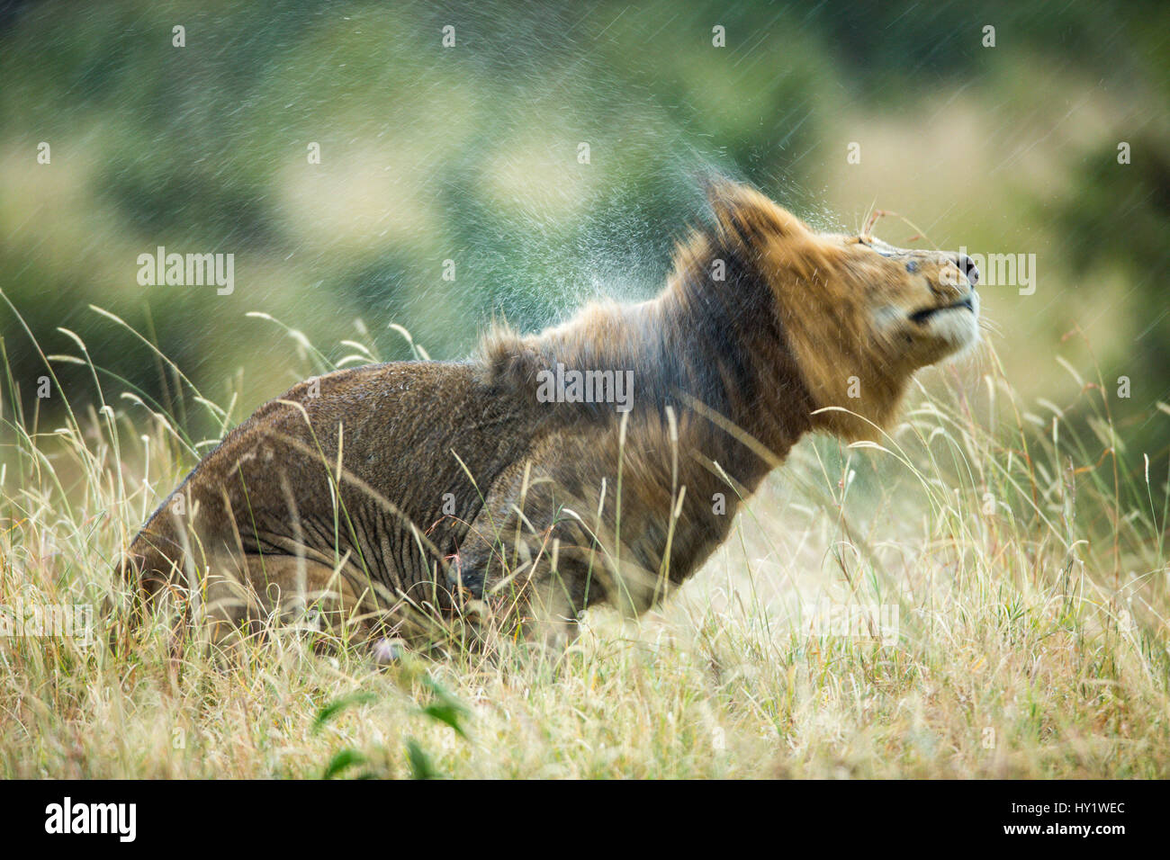 Löwe (Panthera Leo) männlich in Regen, Kopfschütteln. Masai Mara Game Reserve, Kenia. Stockfoto