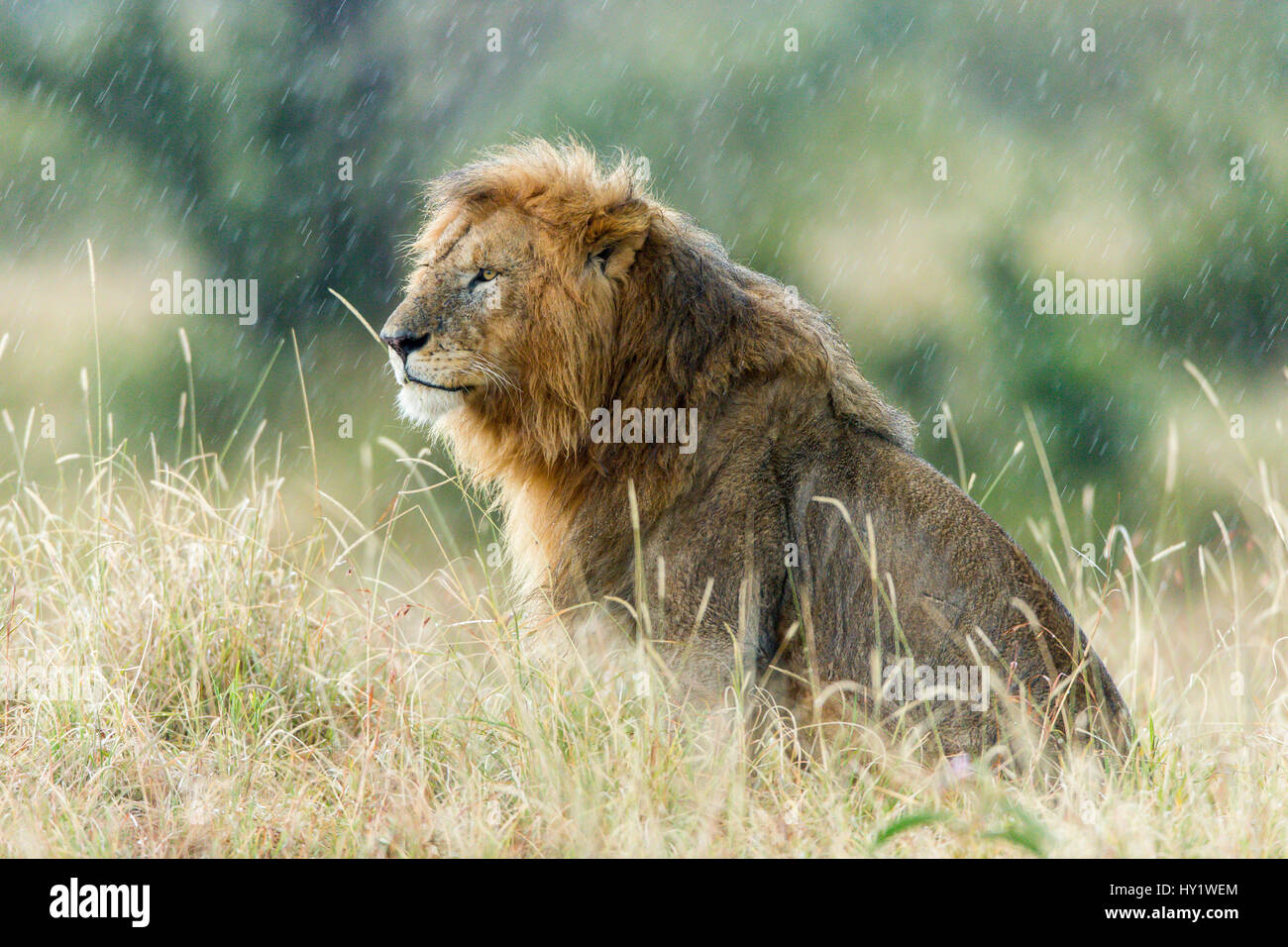 Löwe (Panthera Leo) männlich im Regen. Masai Mara Game Reserve, Kenia. Stockfoto