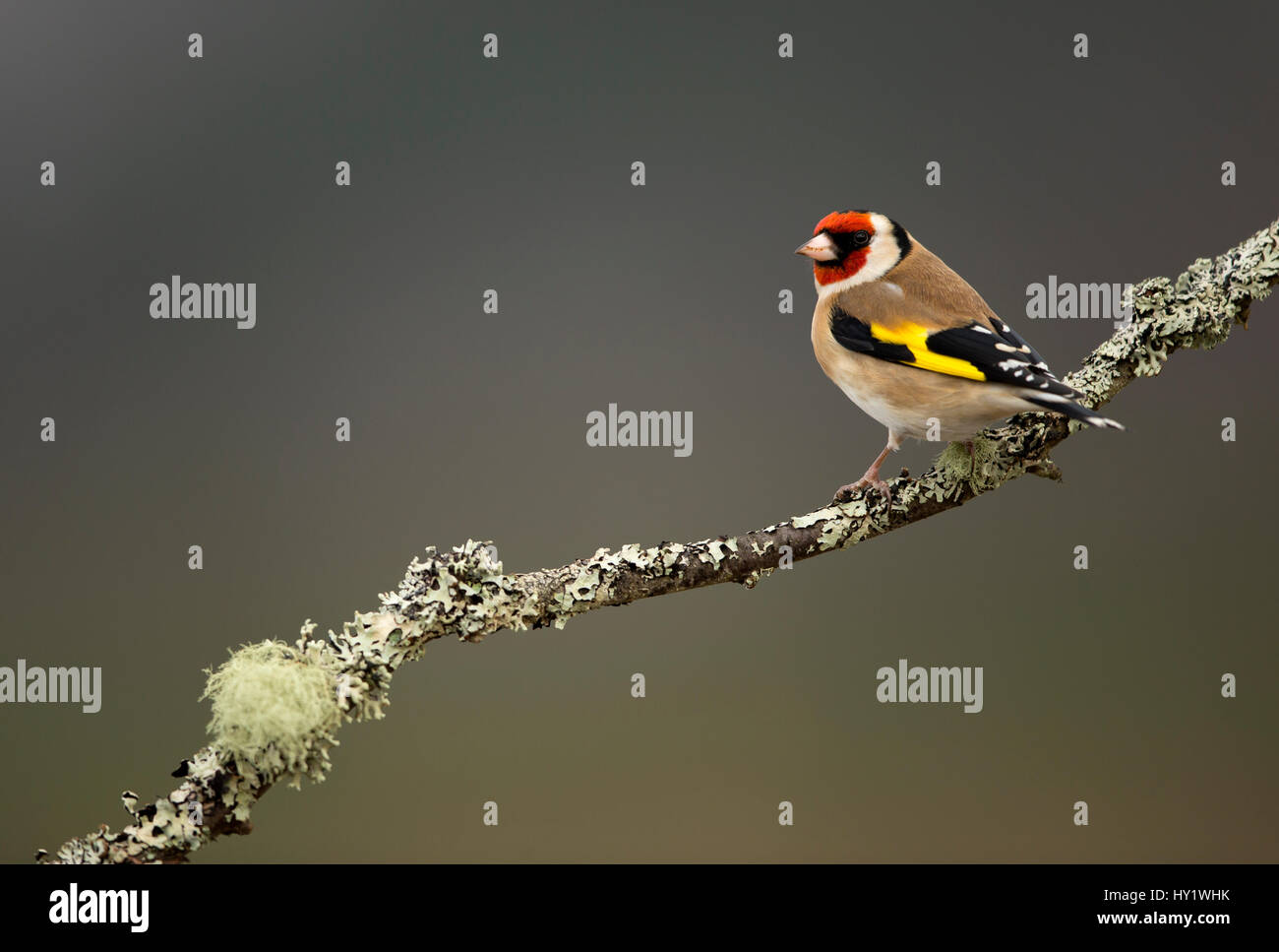 Stieglitz (Zuchtjahr Zuchtjahr) thront auf Zweig. Worcestershire, UK. Februar. Stockfoto