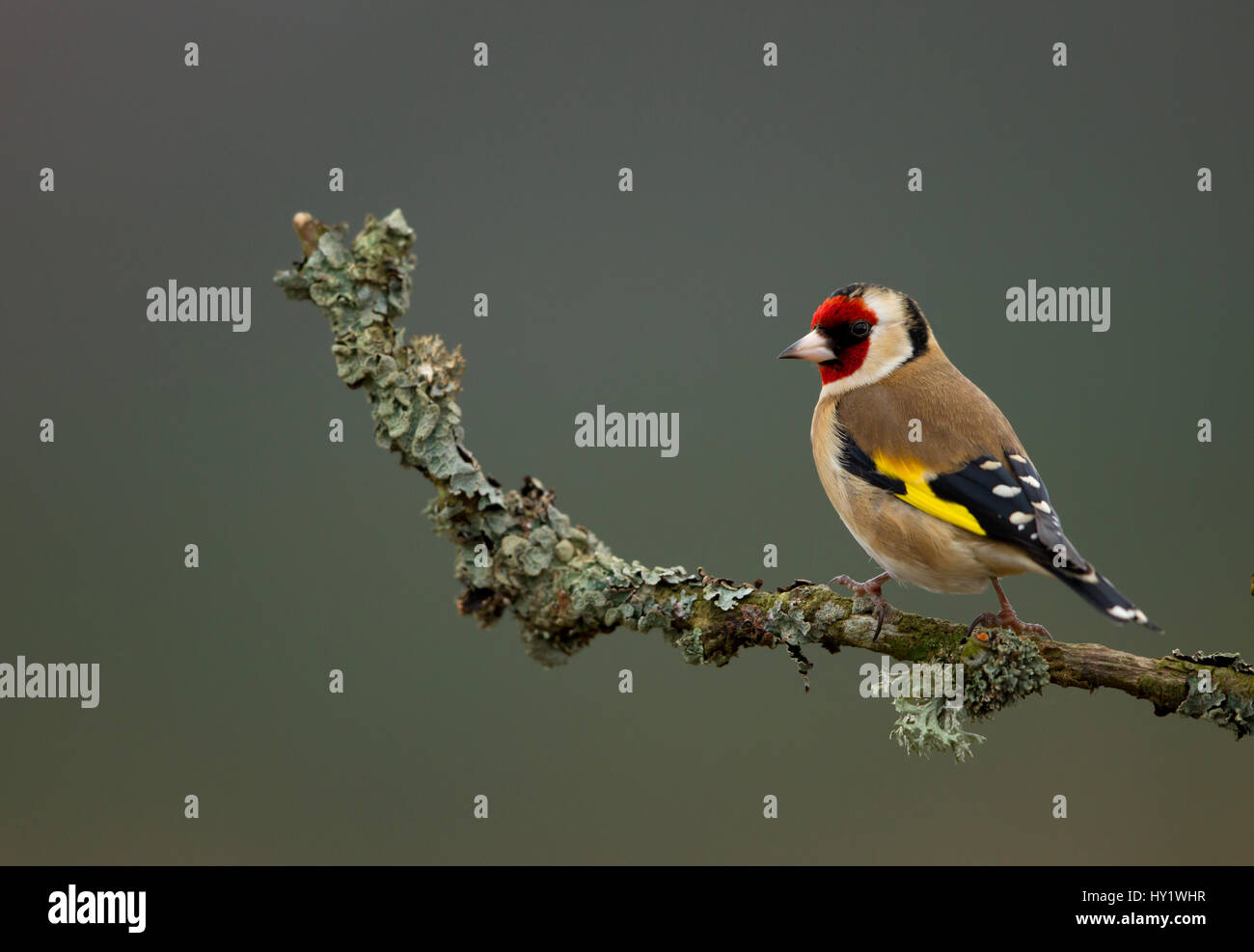 Stieglitz (Zuchtjahr Zuchtjahr) thront auf Zweig. Worcestershire, UK. Januar. Stockfoto