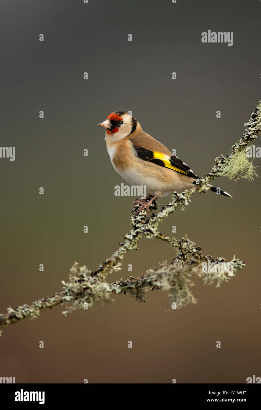 Stieglitz (Zuchtjahr Zuchtjahr) thront auf Zweig. Worcestershire, UK. Februar. Stockfoto
