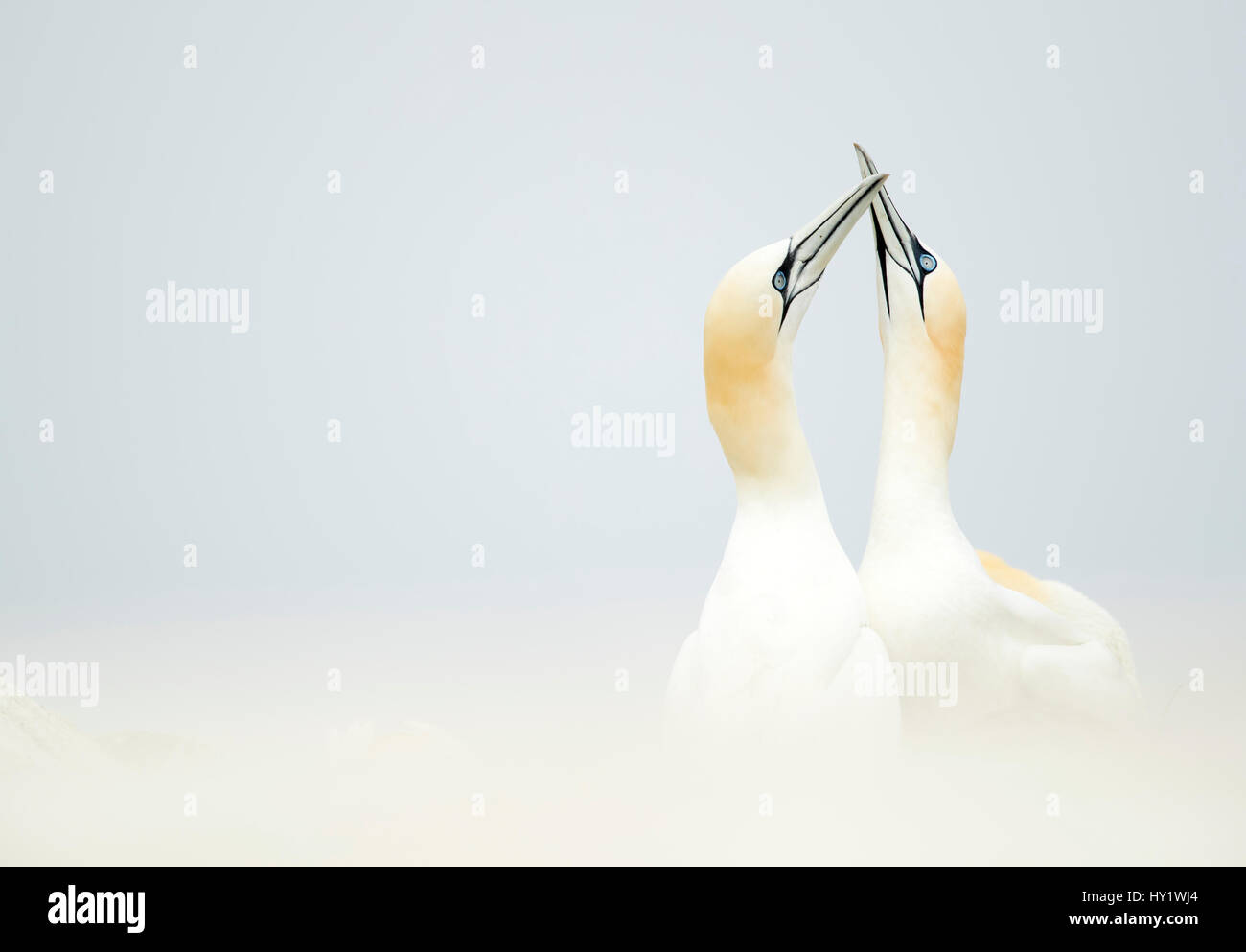 Basstölpel (Morus) anzeigen, große Saltee, County Wexford, Irland. Mai. Stockfoto