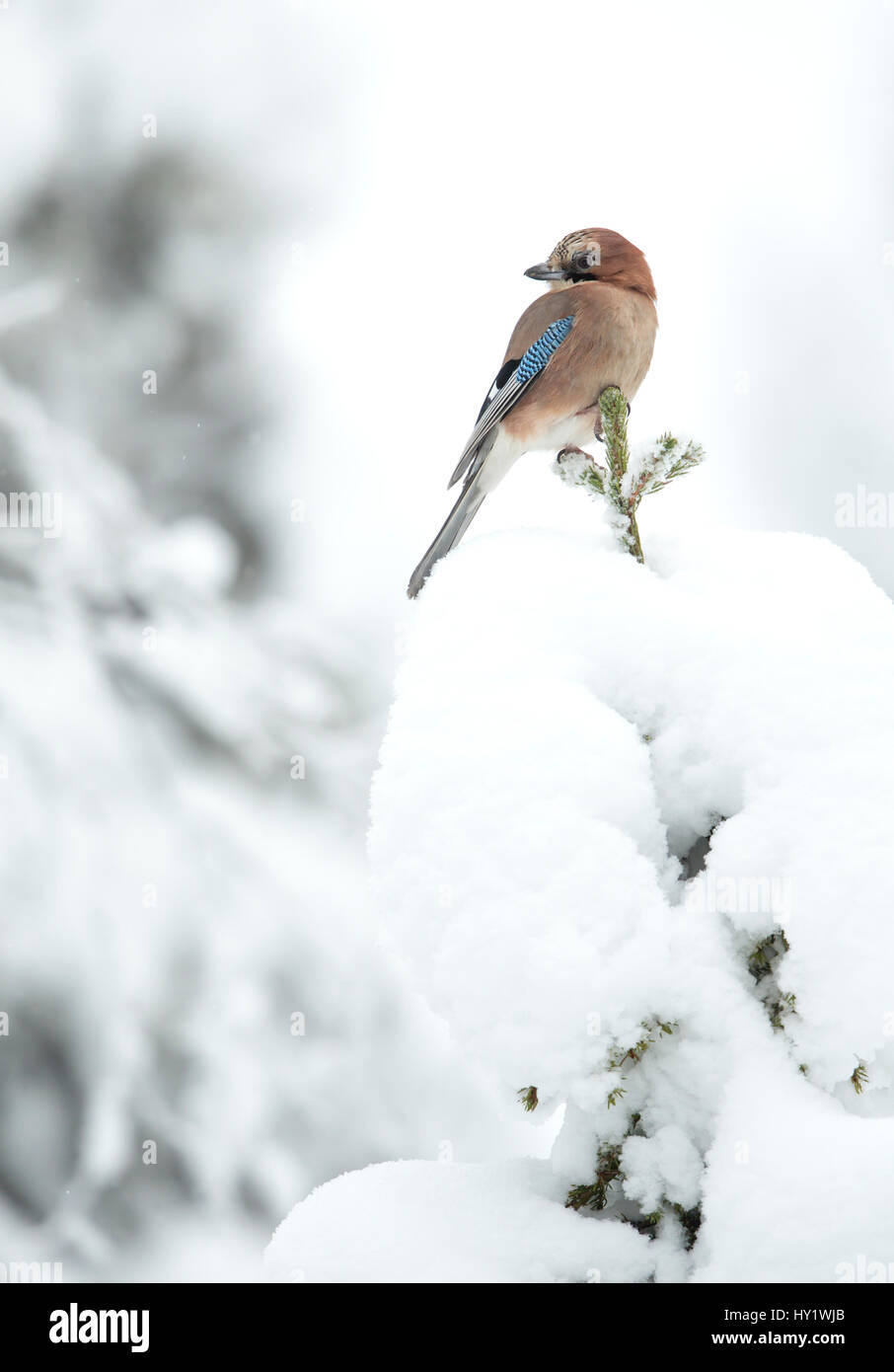 Gemeinsamen Jay (Garrulus Glandarius) thront auf Zweig im Schnee. Finnland. Februar. Stockfoto