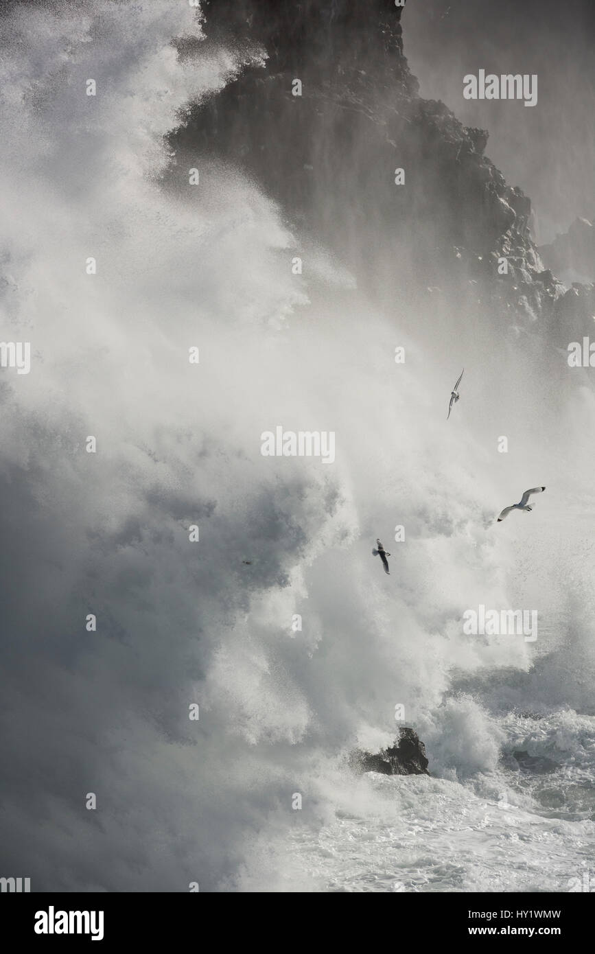 Sturmwellen gegen die Klippen am Svrtuloft, Island. Stockfoto