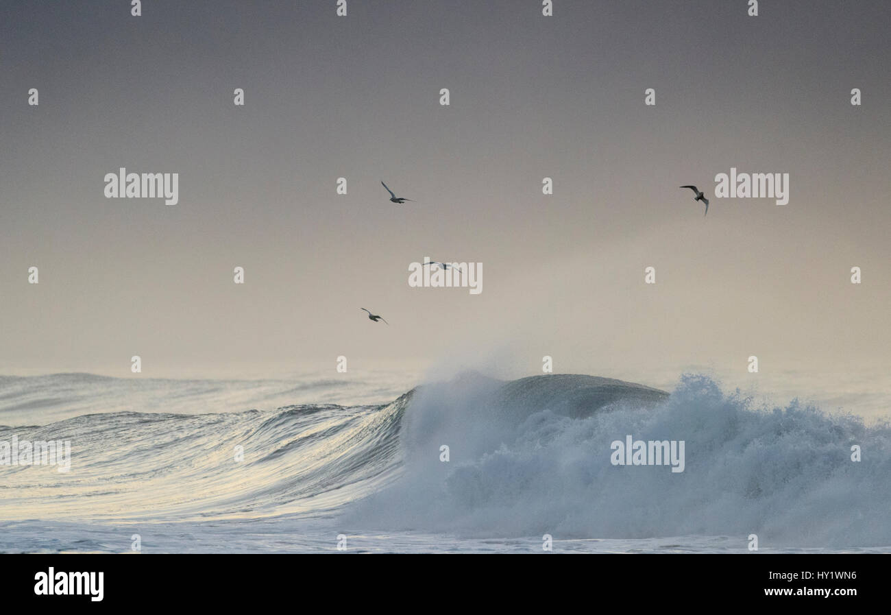 RF-große Wellen vor der Küste von Süd-Island, Island Stockfoto