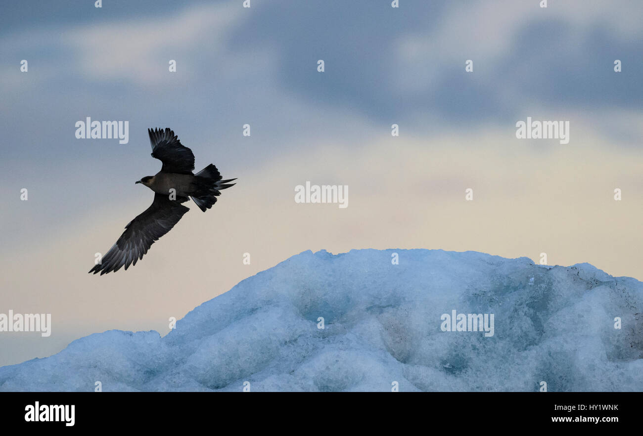 Arktisches Skua, (Stercorarius Parasiticus) im Flug, Island. Juli. Stockfoto