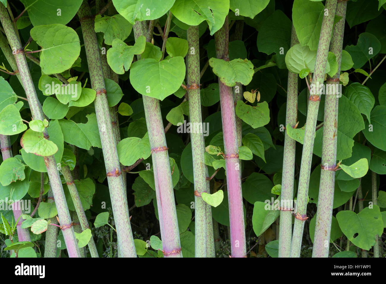 japanischer-staudenkn-terich-fotos-und-bildmaterial-in-hoher