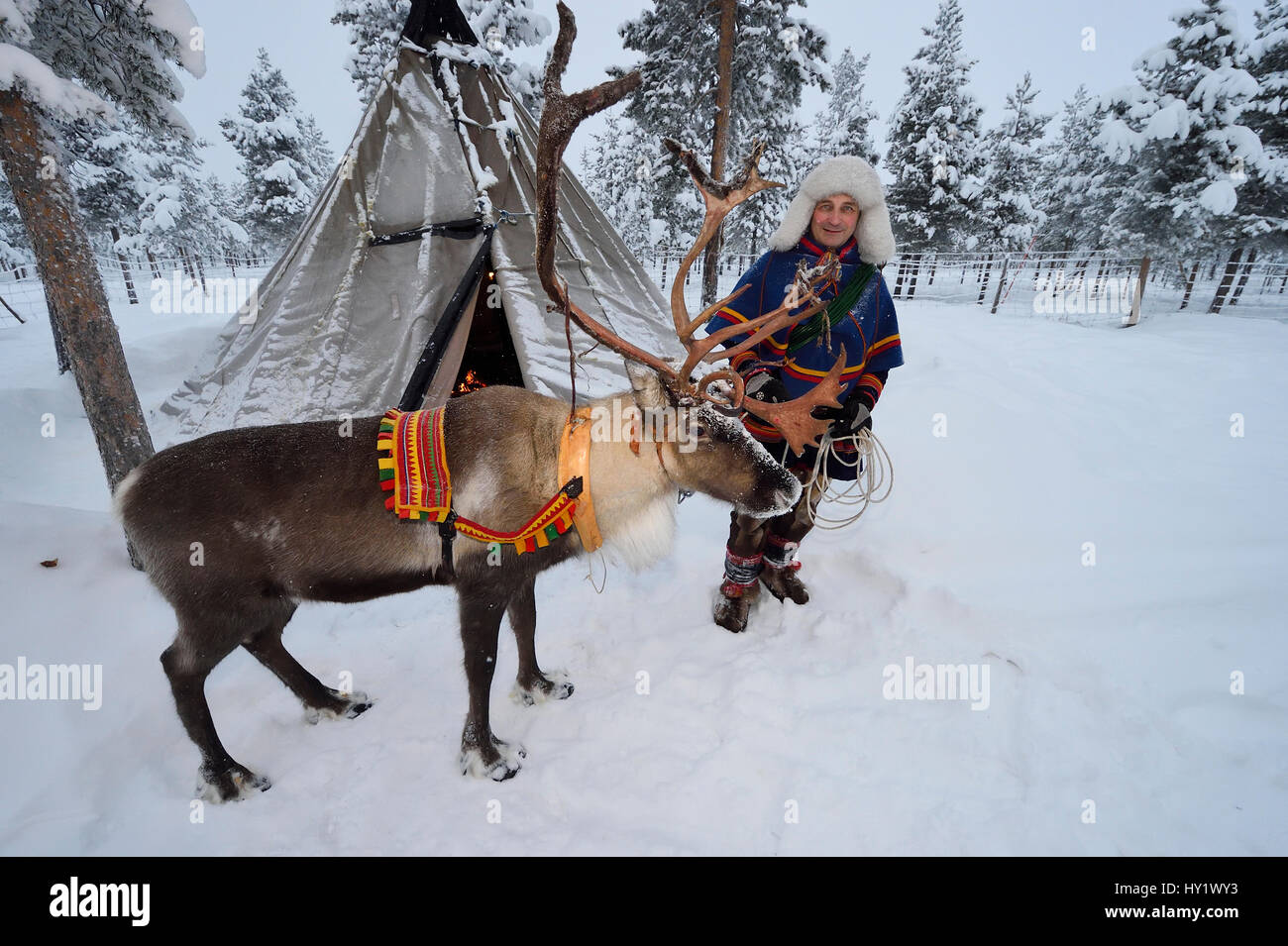 Sami Mann mit Rentier für Rodeln - 25 C, Jukkasjarvi, Lappland, Laponia, Schweden. Januar 2016. -Modell veröffentlicht. Stockfoto