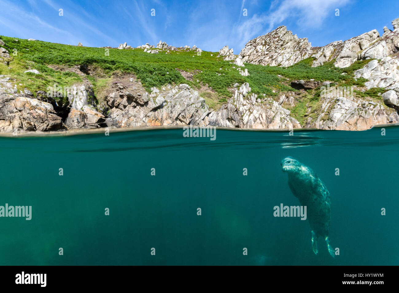 Split-Level Bild junge Kegelrobben (Halichoerus Grypus) hängen unter Oberfläche nahe am Ufer. Lundy Island, Devon, England, Vereinigtes Königreich. Britischen Inseln. Bristol Channel. Nord Osten Atlantischen Ozean. Stockfoto