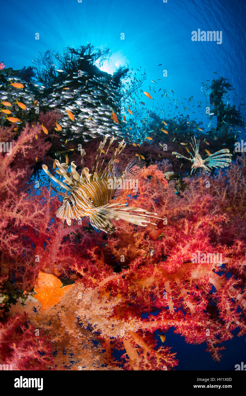 Paar Rotfeuerfisch (Pterois Volitans) schlich weichen Korallen (Dendronephthya Hemprichi) am Wrack der Cedar Pride, Jagd Glassfish wachsen. Aqaba, Jordanien. Golf von Aqaba, Rotes Meer. Stockfoto