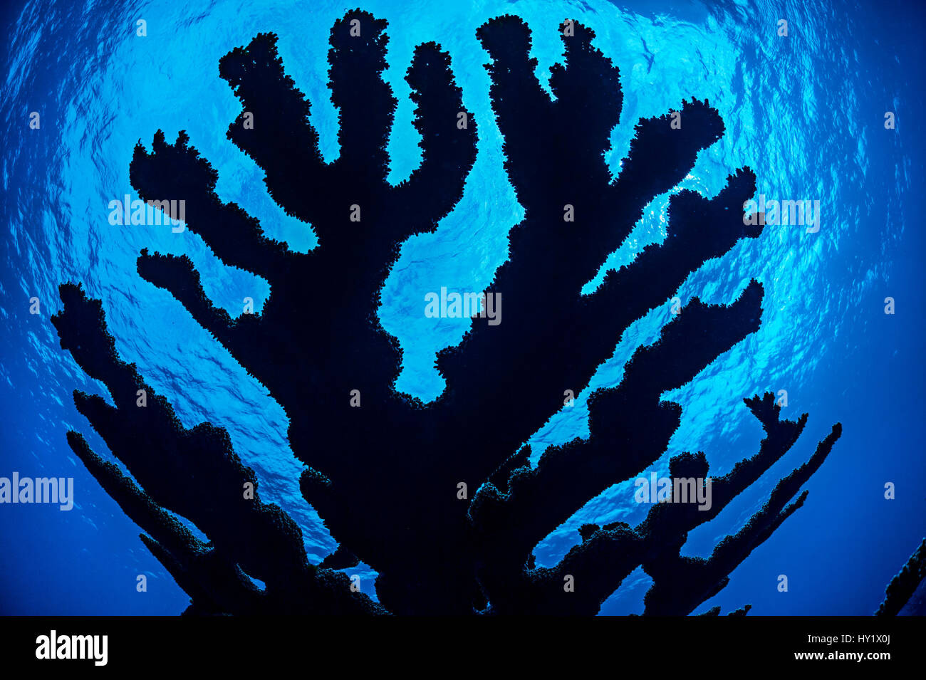 Silhouette der Elkhorn Koralle (Acropora Palmata) wächst an einem Korallenriff. East End, Grand Cayman, Cayman-Inseln. British West Indies. Karibische Meer. Vom Aussterben bedroht. Stockfoto