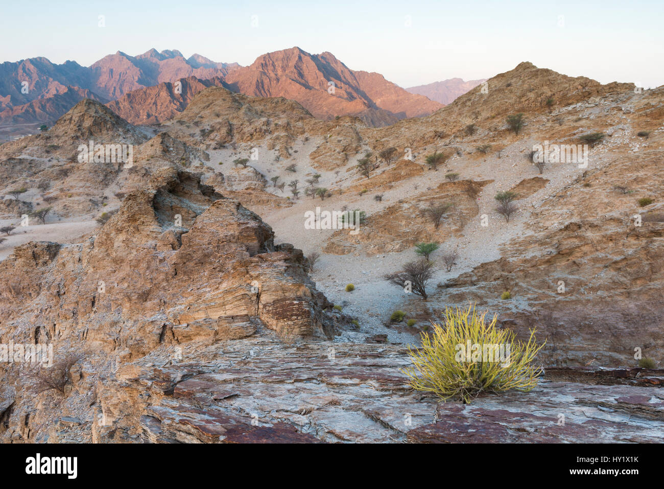 Sedimentgestein in den Hajar-Gebirge. Vereinigte Arabische Emirate. Stockfoto