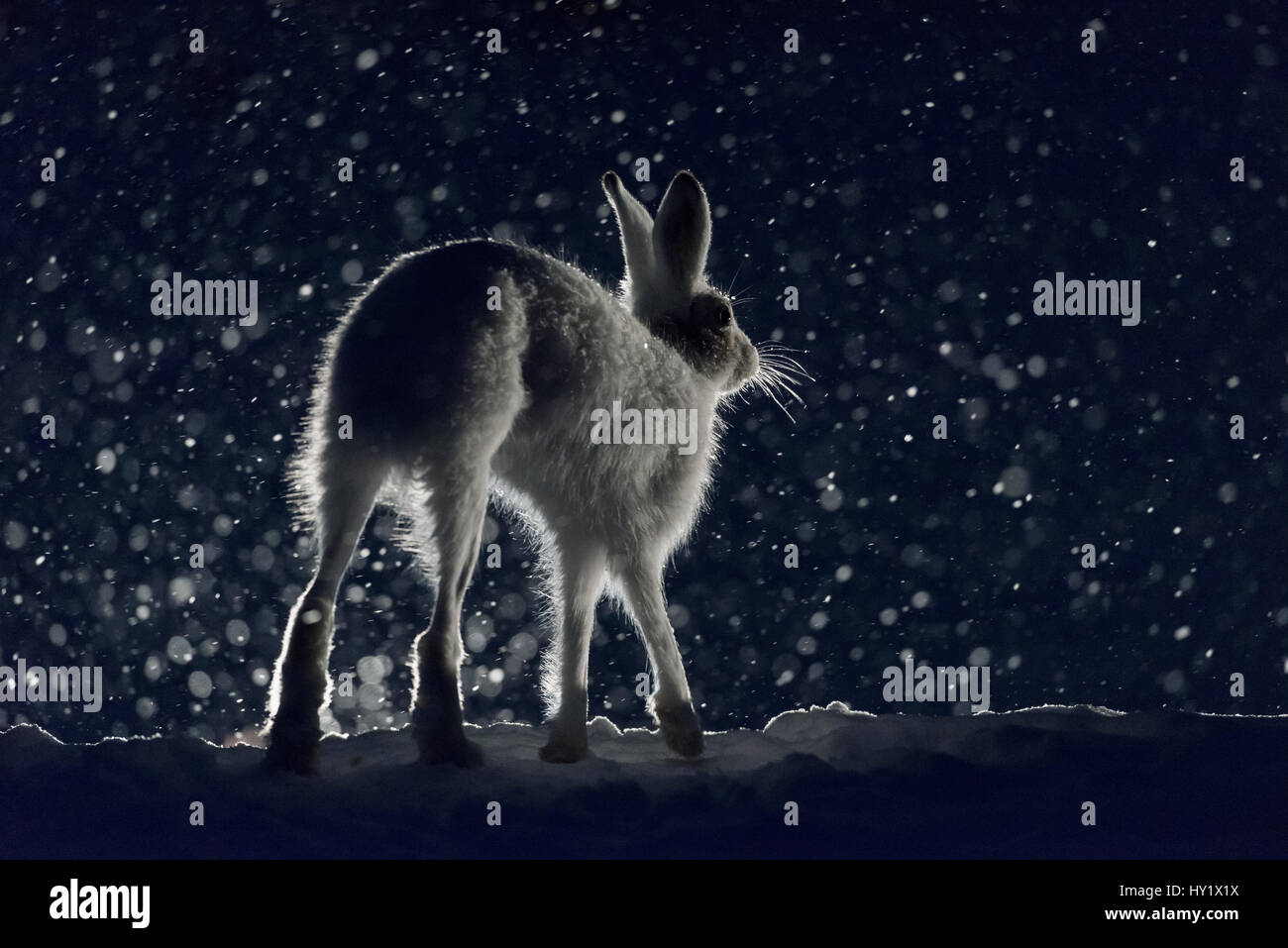 Schneehase (Lepus Timidus). Norwegen. Stockfoto