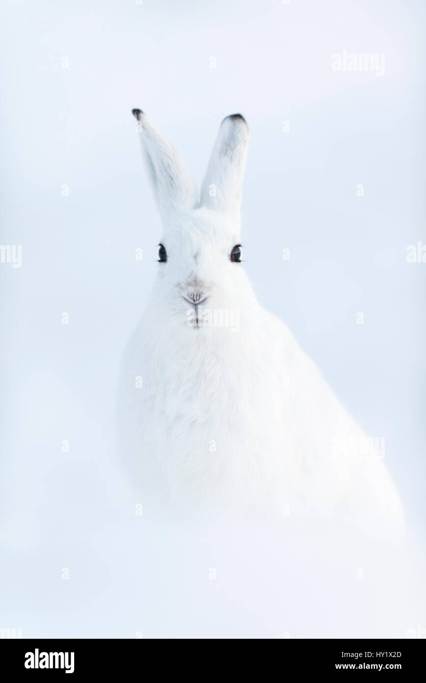 Schneehase (Lepus Timidus). Vauldalen, Norwegen. Stockfoto