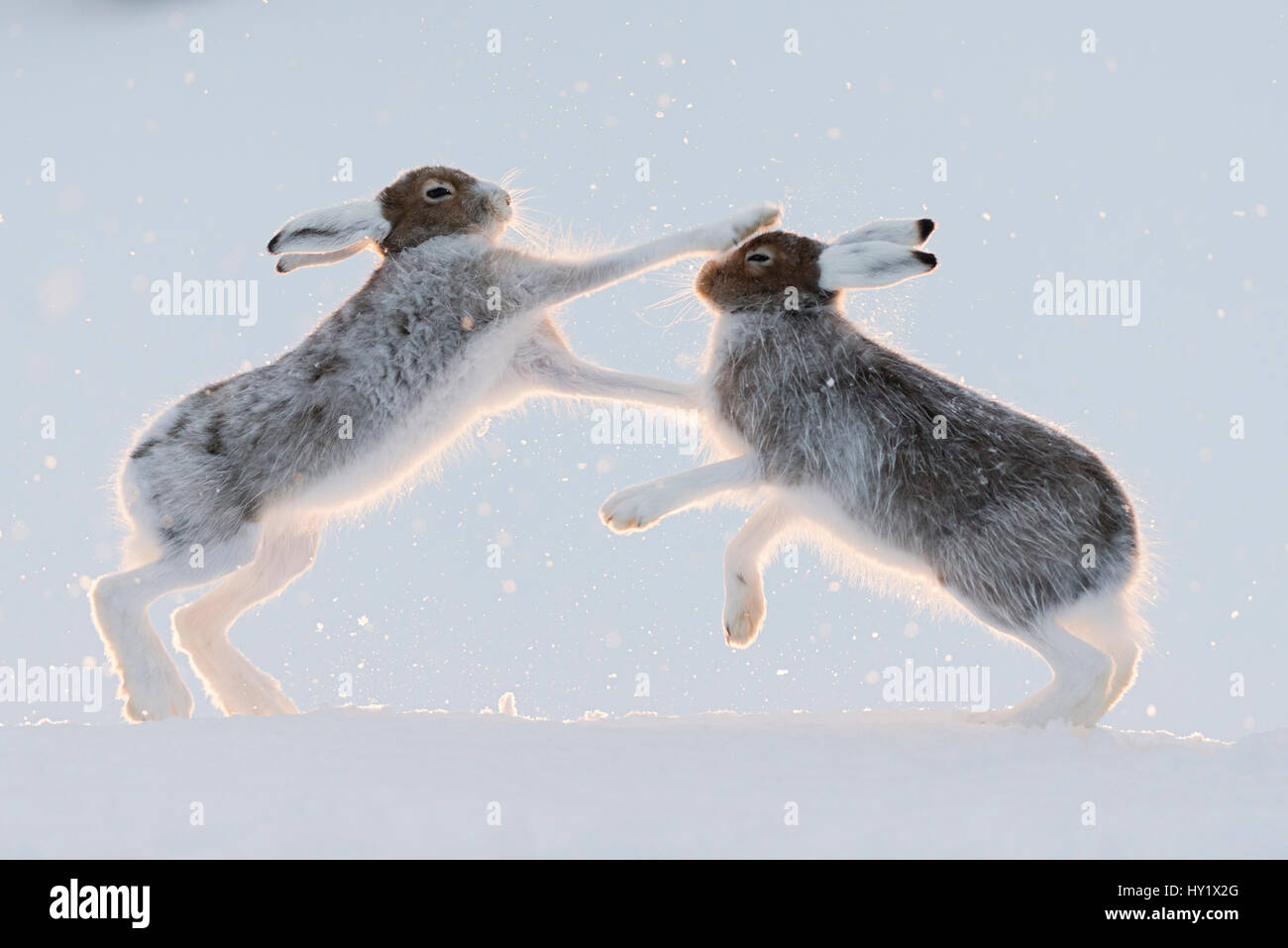 Zwei Schneehasen (Lepus Timidus) kämpfen / Boxen.  Vauldalen, Norwegen. Stockfoto