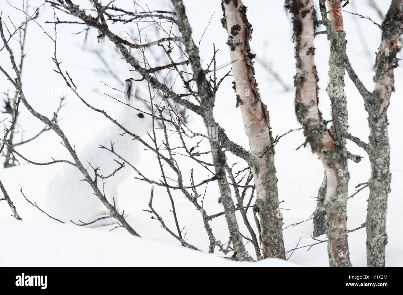 Schneehase (Lepus Timidus) unter Birken, gut getarnt im Schnee. Vauldalen, Norwegen. Stockfoto