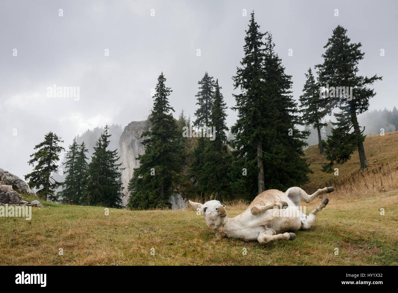 Esel Rollen an einem nebligen Tag im Piatra Mare Gebirge, Siebenbürgen, Rumänien. Stockfoto