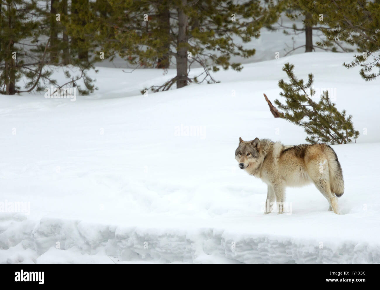 Wolf (Canis Lupus) Wandern im Schnee. Yellowstone-Nationalpark, USA. Februar Stockfoto