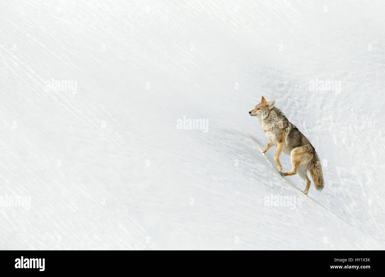 Kojoten (Canis Latrans) im Schnee, Yellowstone. Februar Stockfoto
