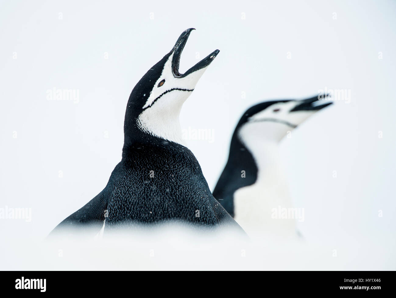 Kinnriemen Pinguine (Pygoscelis Antarcticus) einmal aufrufen, Süd-Shetland-Inseln, Antarktis Kontinent. Stockfoto