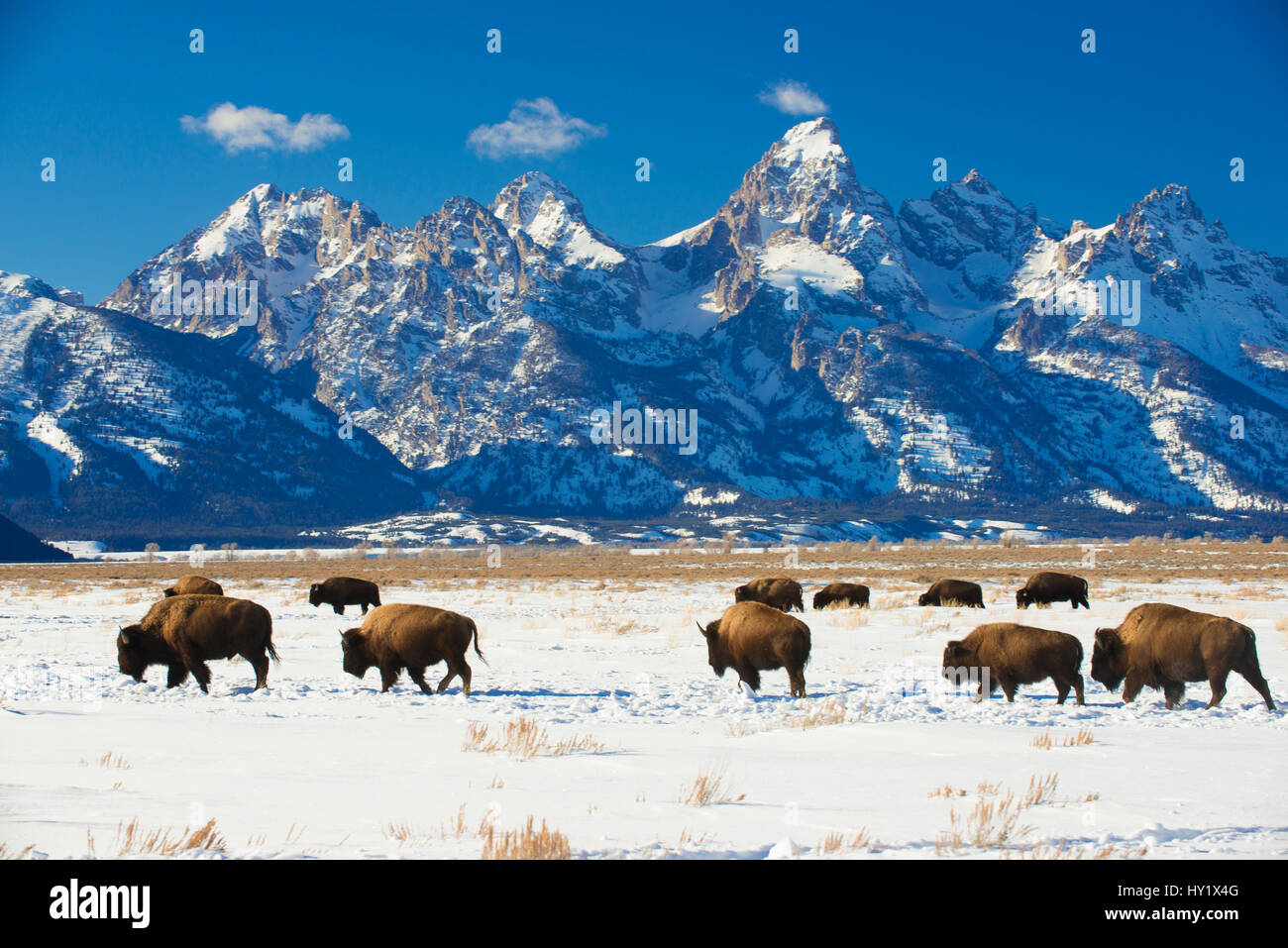 Amerikanische Bisons (Bison Bison) im Grand Teton National Park. Winter. Wyoming, USA. Stockfoto