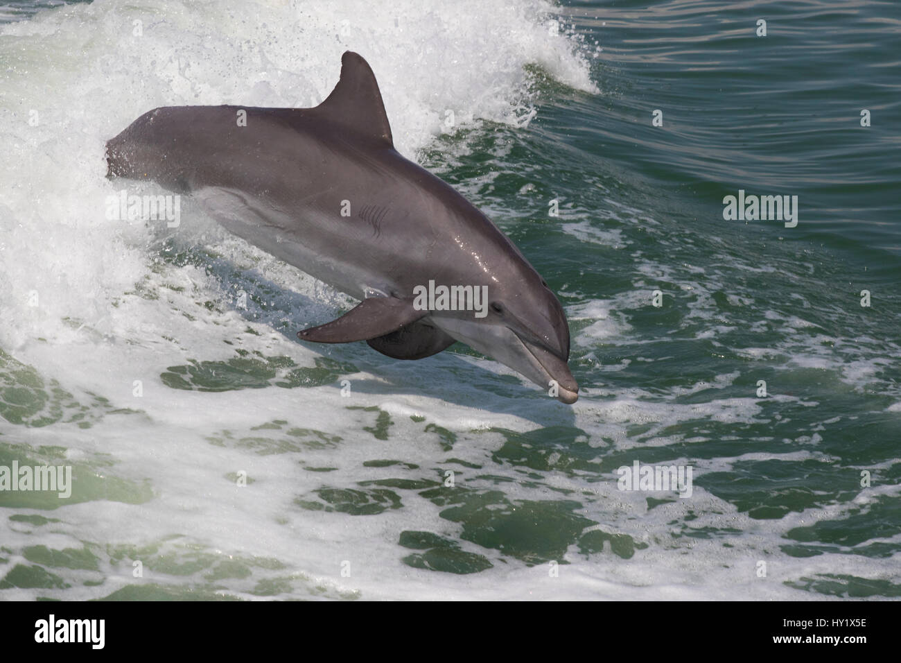 Atlantische große Tümmler (Tursiops Truncatus) springen Wild und natürlich. Boca Ciega Bay (Teil von Tampa Bay), Florida, USA. Stockfoto