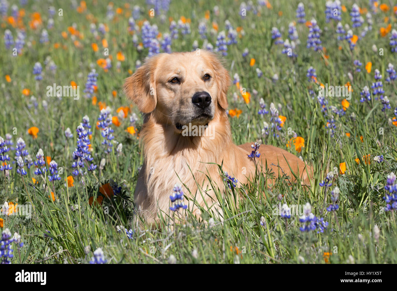 Männlichen Golden Retriever in Lupine und California Poppies. Las Padres National Forest, Los Olivos, Kalifornien, USA. Stockfoto