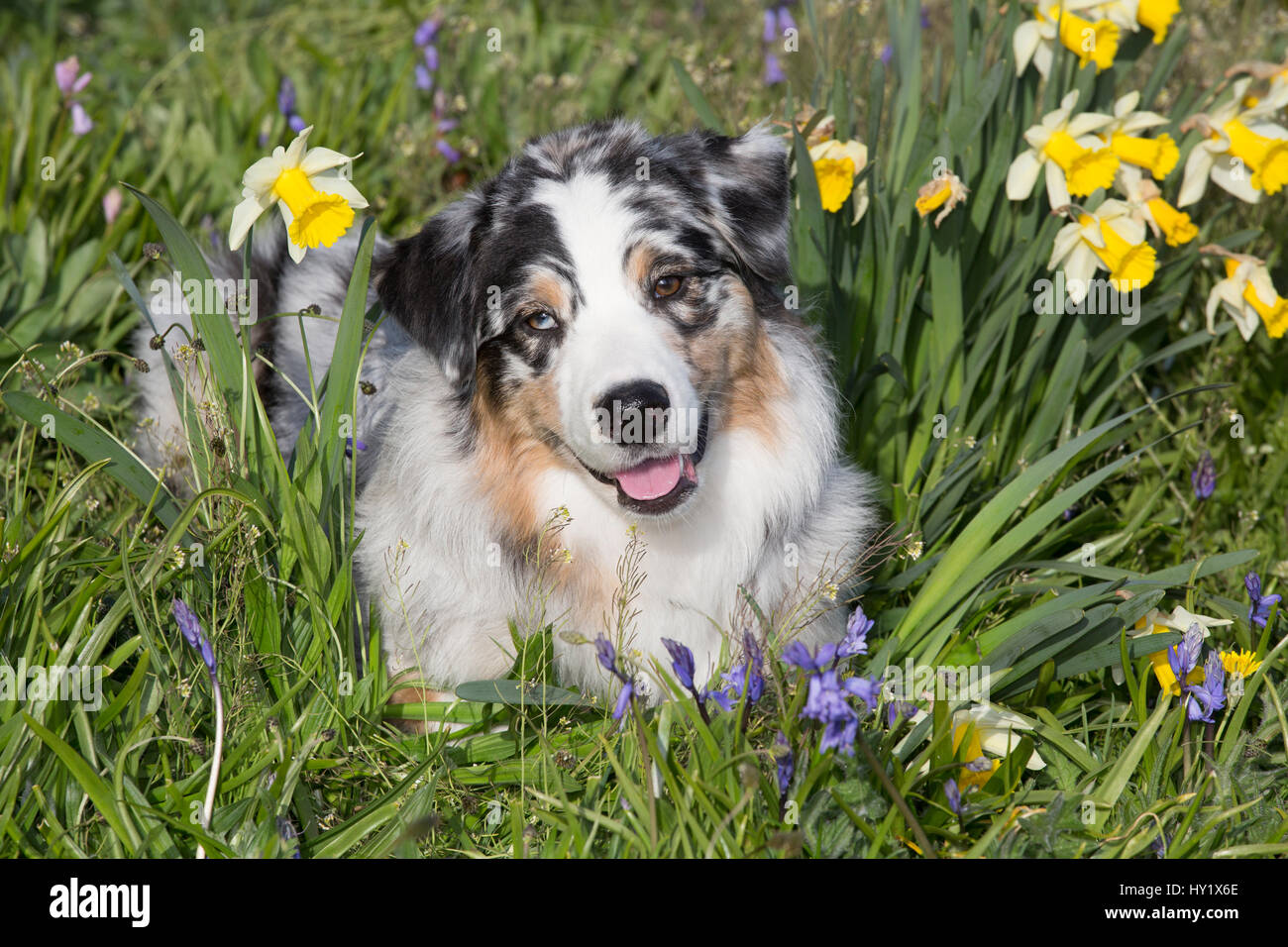 Australischer Schäferhund in Frühlingsblumen. Waterford, Connecticut, USA. Stockfoto