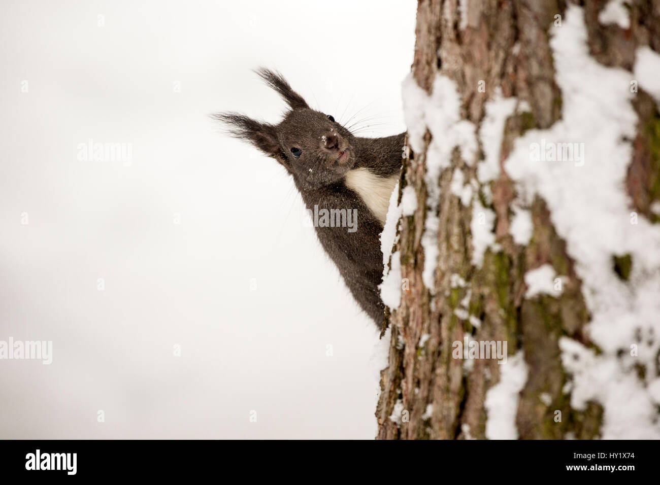 Eichhörnchen (Sciurus Vulgaris) auf einem Baumstamm im Schnee bedeckt Wald Crans Montana, Alpen, Wallis, Schweiz. Februar Stockfoto