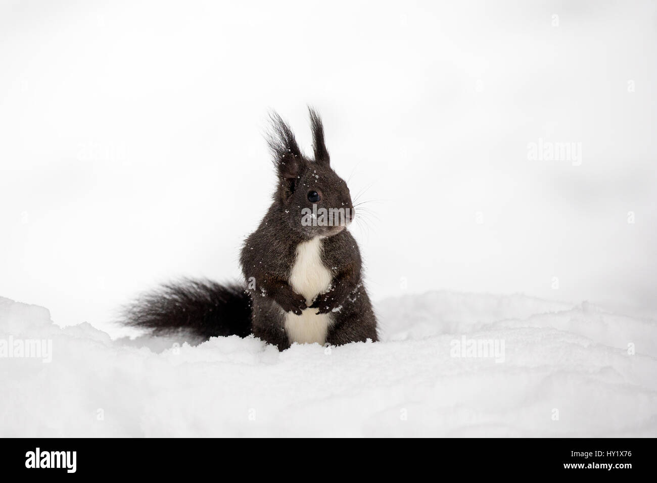 Eichhörnchen (Sciurus Vulgaris) im Tiefschnee. Crans Montana, Alpen, Wallis, Schweiz. Februar. Stockfoto