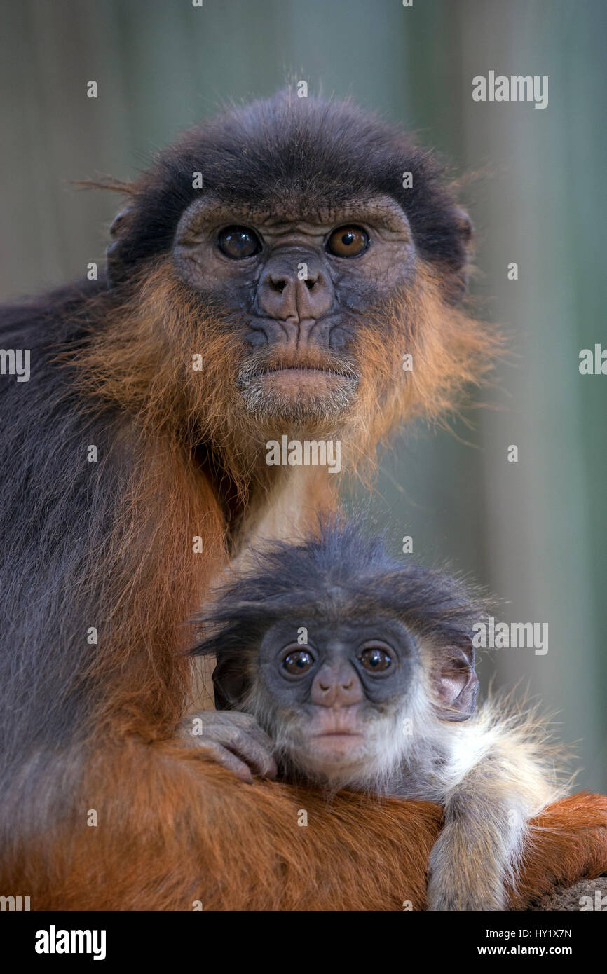 Westliche Rote Stummelaffen (Procolobus Badius) mit kleinen jungen weiblichen. Gambia, Afrika. Mai 2016. Stockfoto